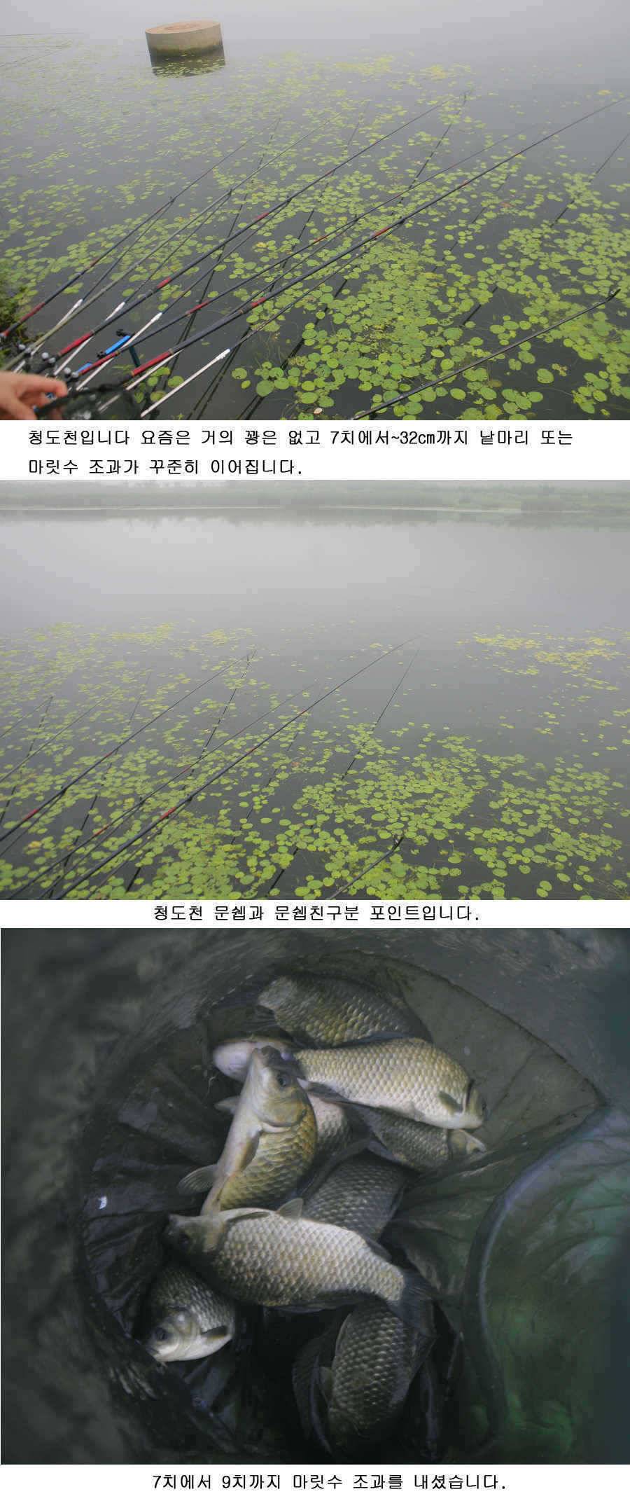 청도권 대물 등장 39 43 46cm (조황조행기 - 특파원조황)