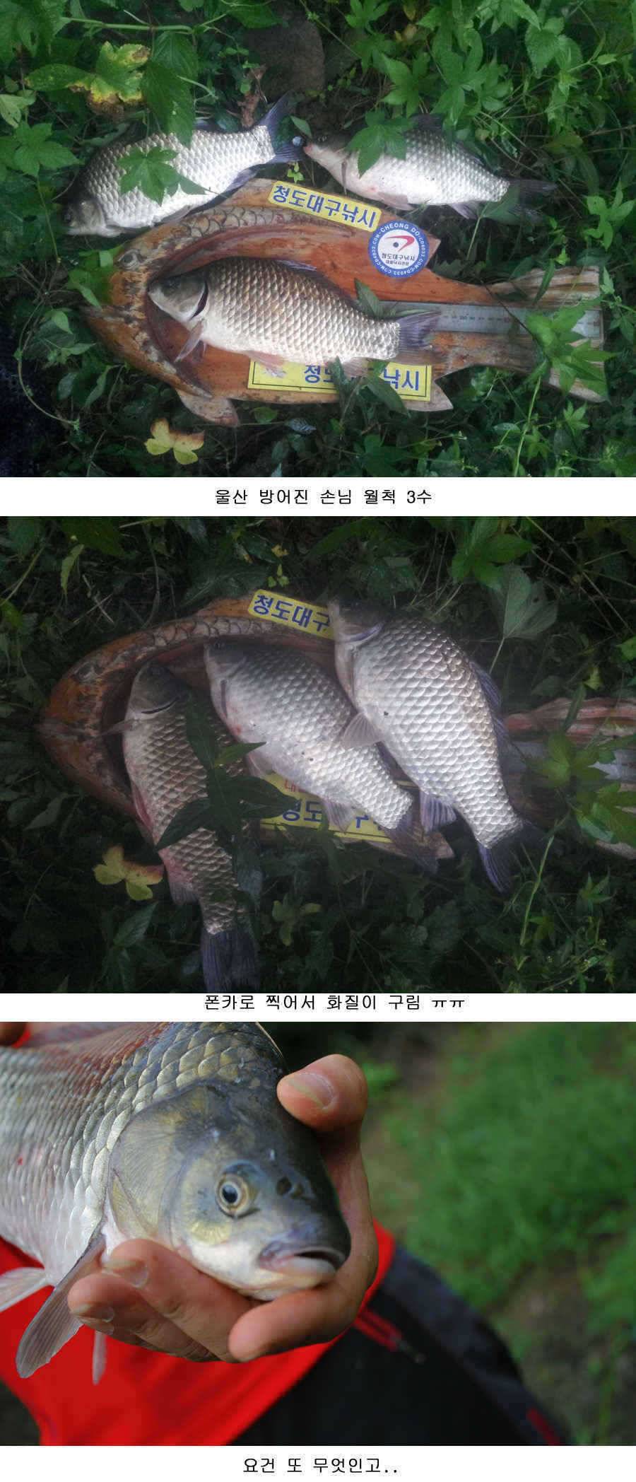 청도권 대물 등장 39 43 46cm (조황조행기 - 특파원조황)