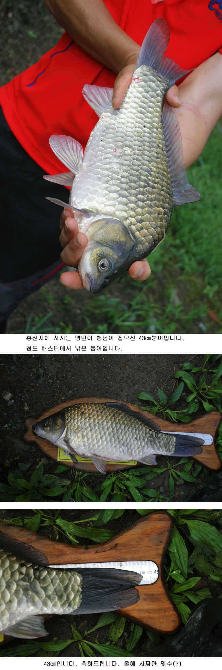 청도권 대물 등장 39 43 46cm (조황조행기 - 특파원조황)