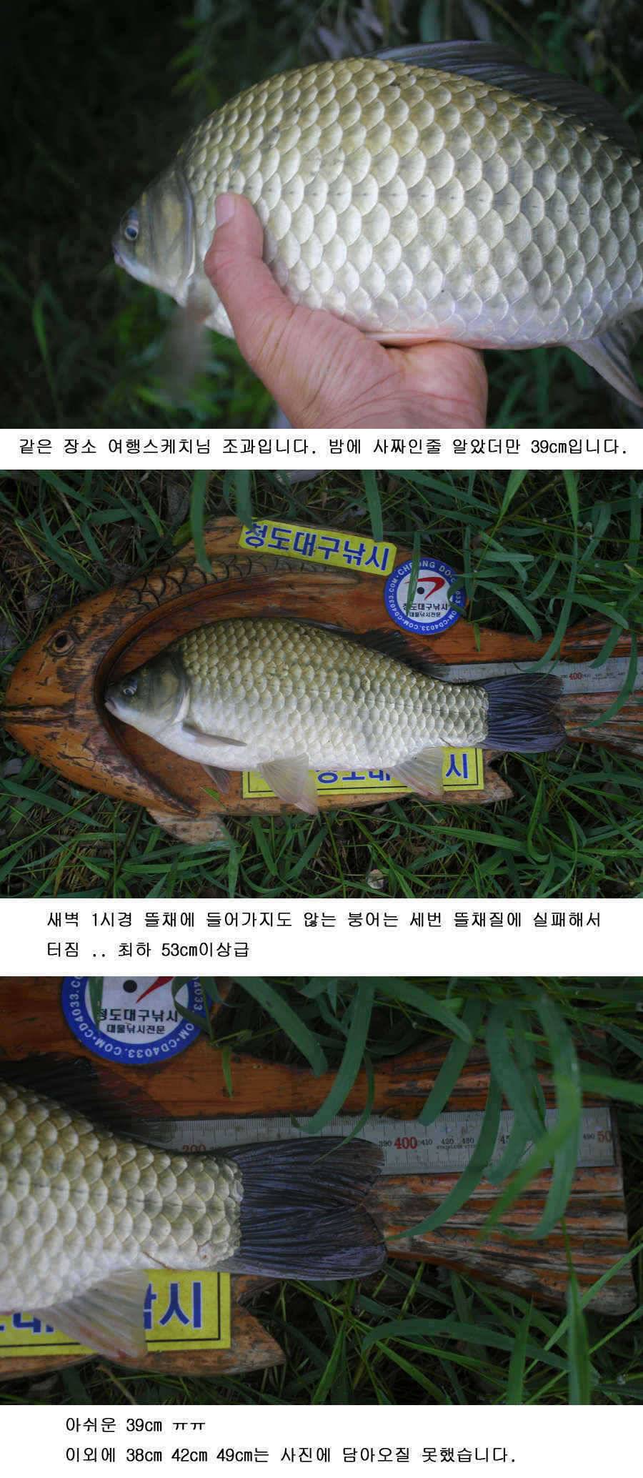 청도권 대물 등장 39 43 46cm (조황조행기 - 특파원조황)
