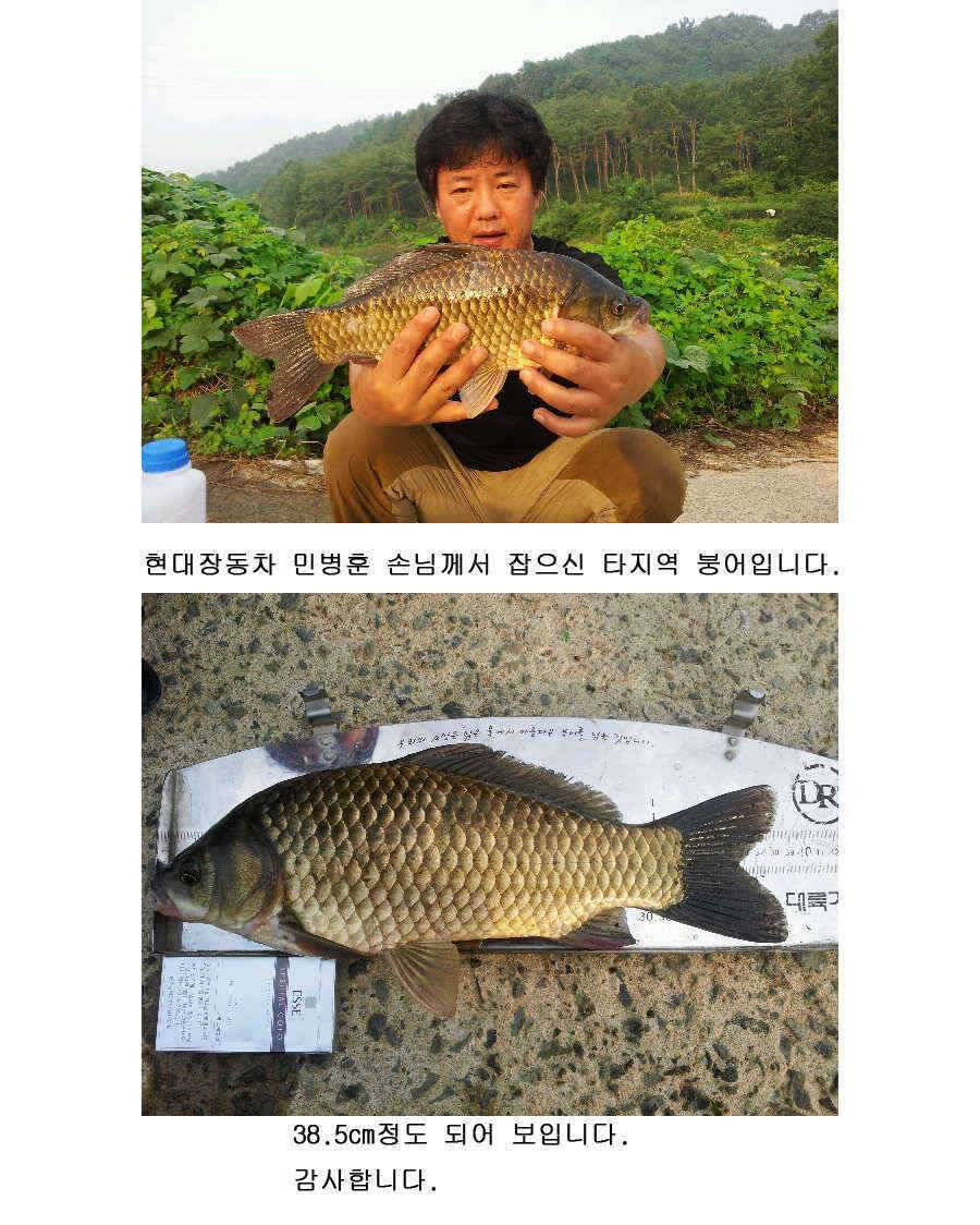 청도권 대물 등장 39 43 46cm (조황조행기 - 특파원조황)