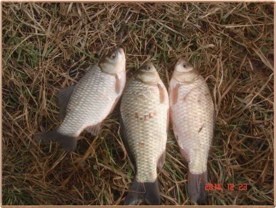진위천 백봉 동청조황 소식 (조황조행기 - 특파원조황)