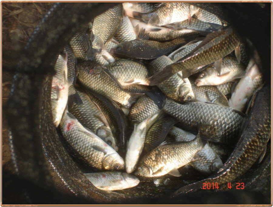 진위천 조황 소식 (조황조행기 - 특파원조황)