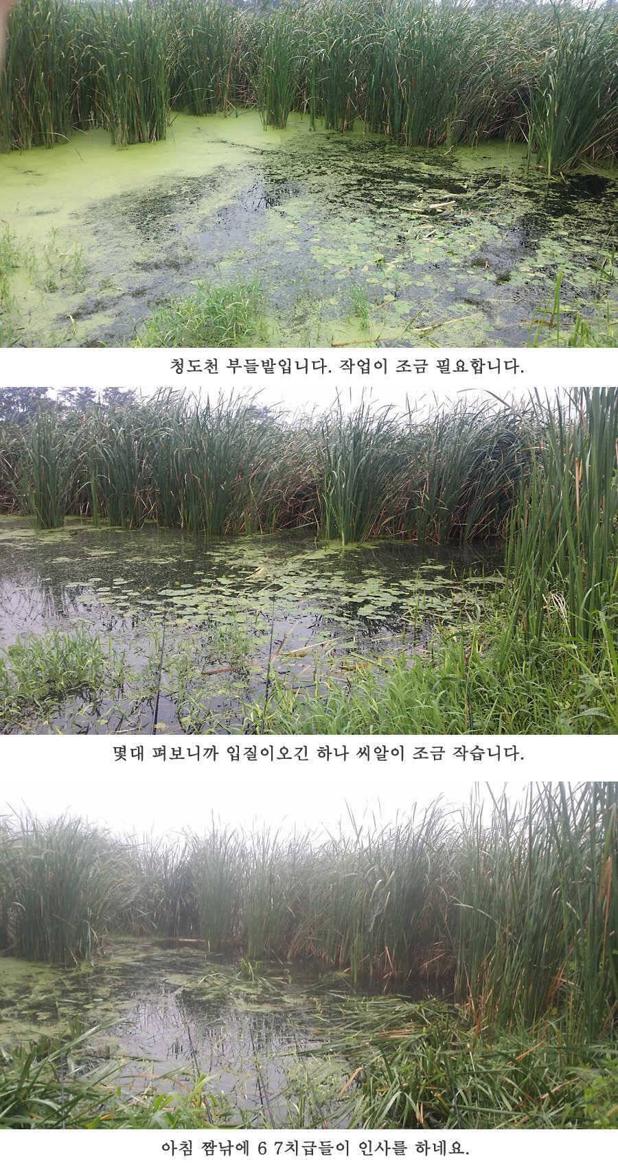 청도권 이번주 조황입니다 (조황조행기 - 특파원조황)