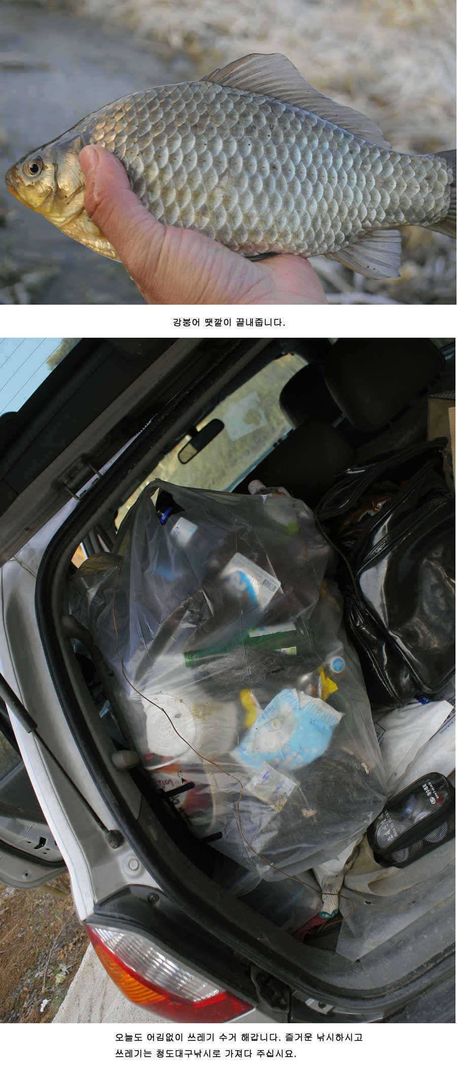 청도권 주말 주중 조황정보 (조황조행기 - 특파원조황)