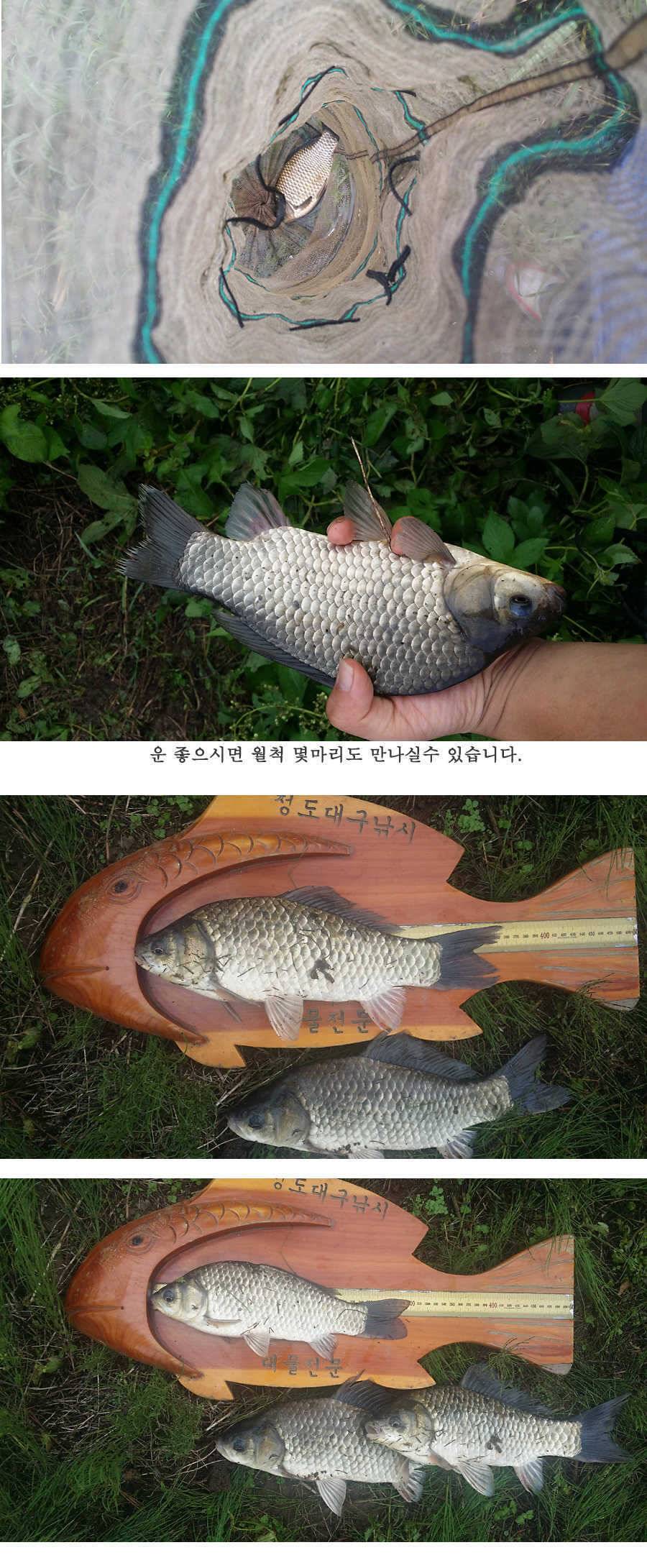 청도권 이번주 조황입니다 (조황조행기 - 특파원조황)