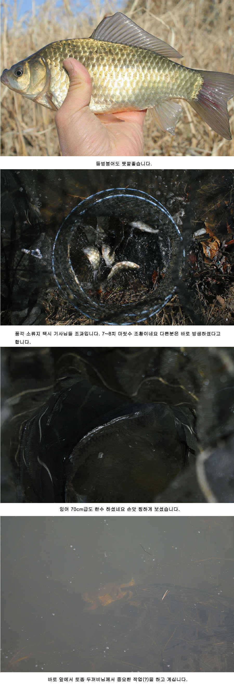 청도권 주말 주중 조황정보 (조황조행기 - 특파원조황)