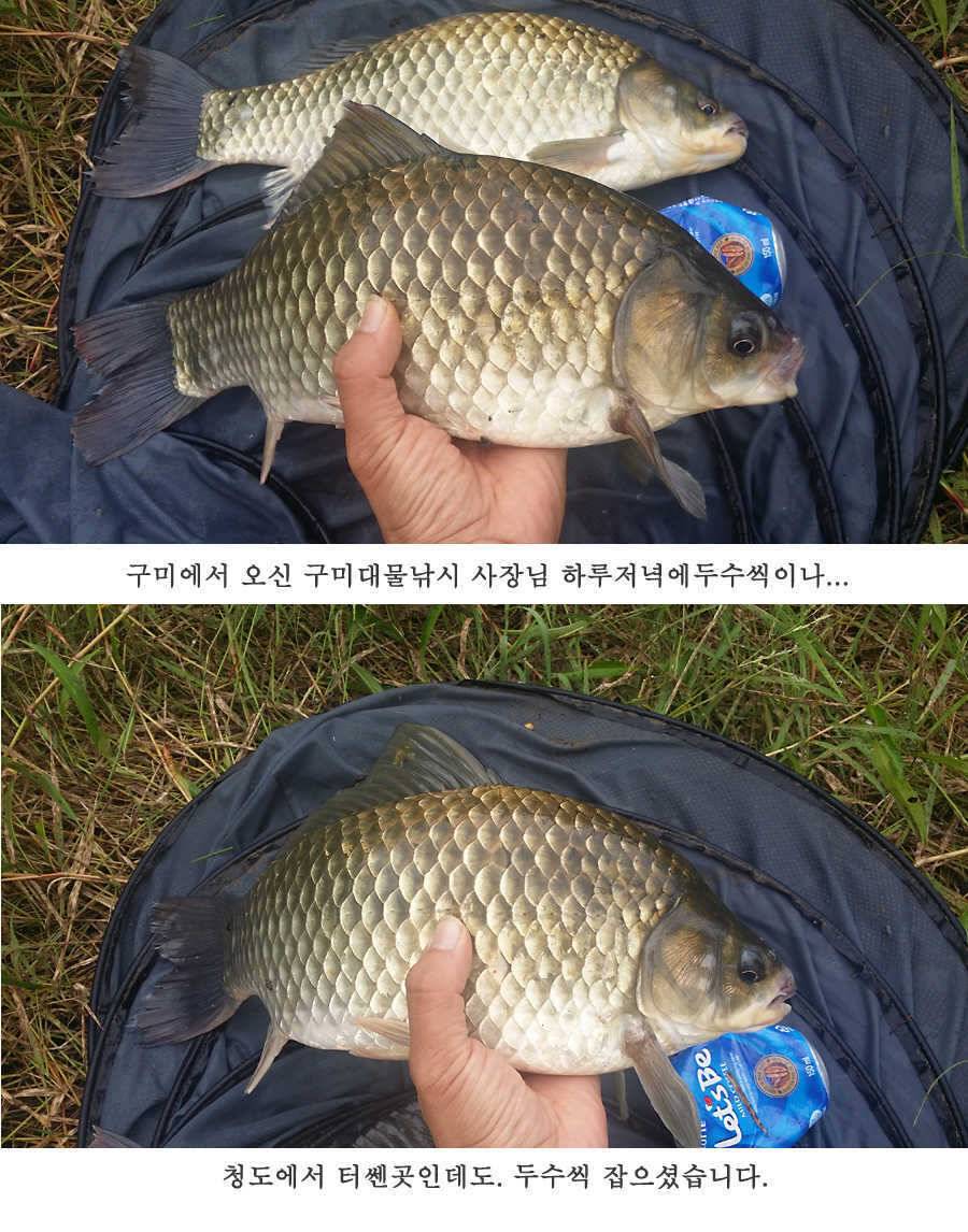 청도권 이번주 조황입니다 (조황조행기 - 특파원조황)