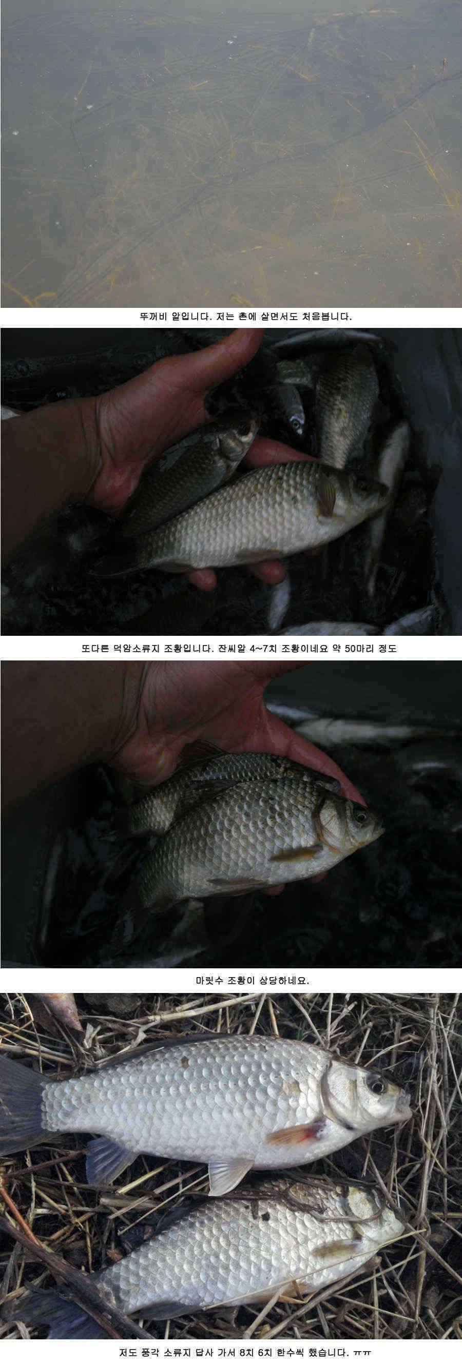청도권 주말 주중 조황정보 (조황조행기 - 특파원조황)