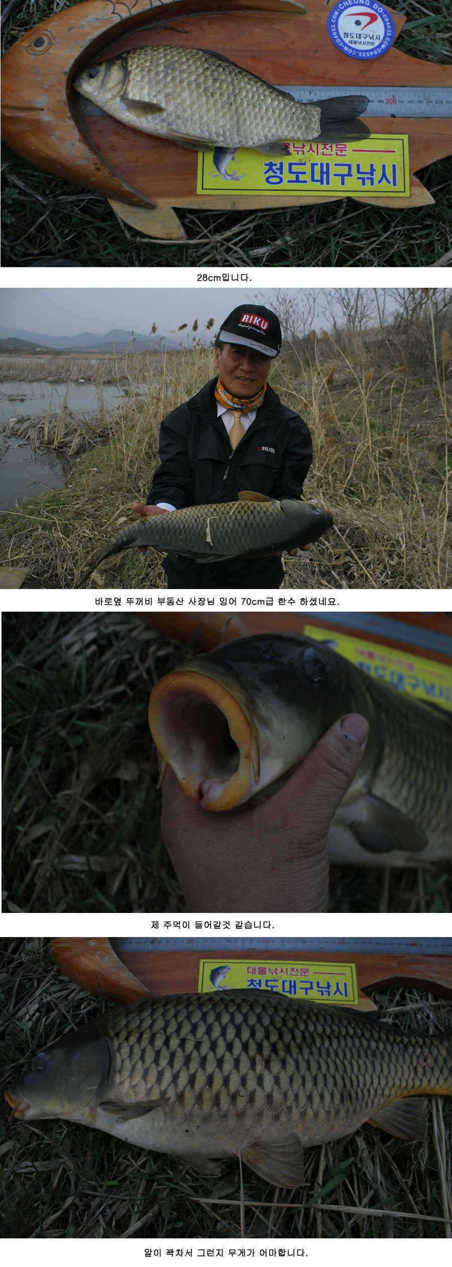 청도권 주말 주중 조황정보 (조황조행기 - 특파원조황)