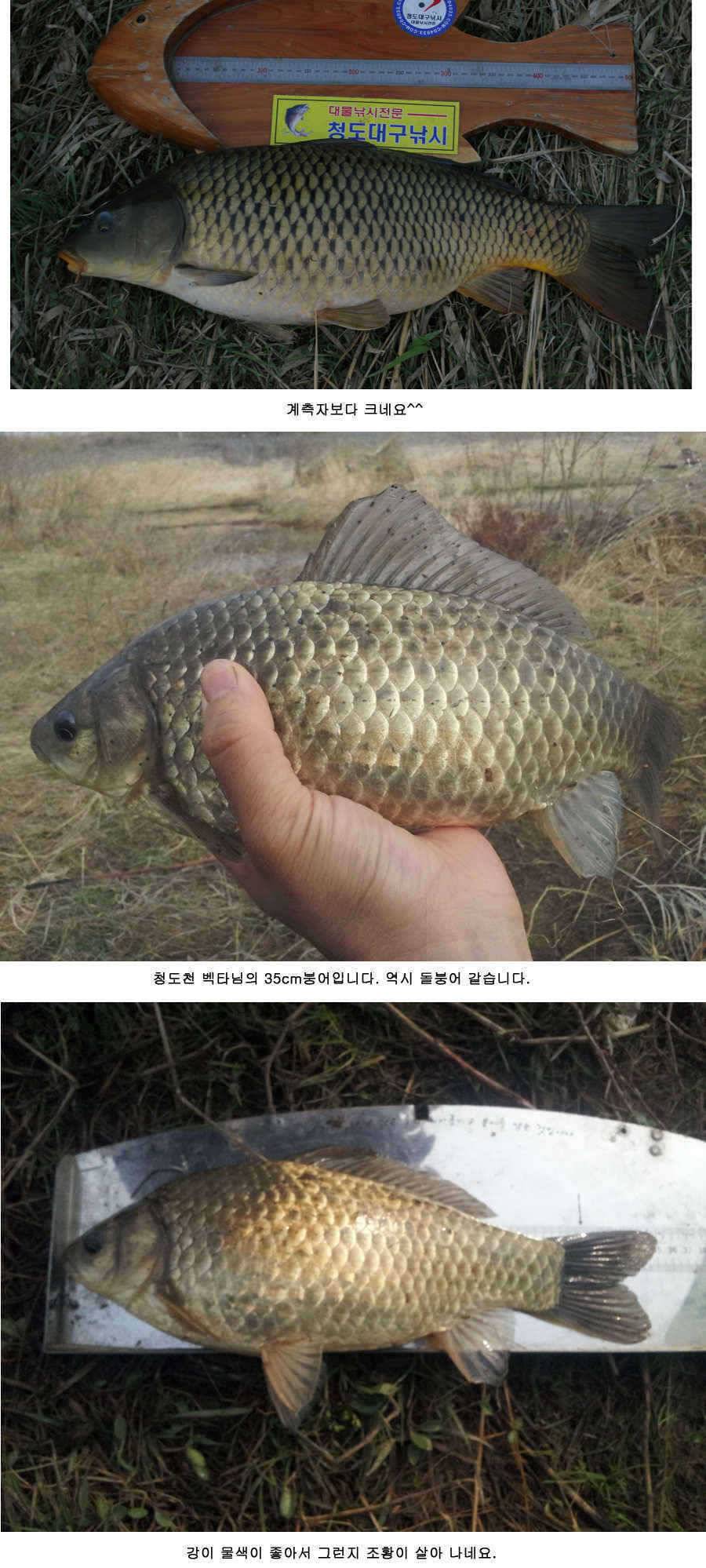 청도권 주말 주중 조황정보 (조황조행기 - 특파원조황)
