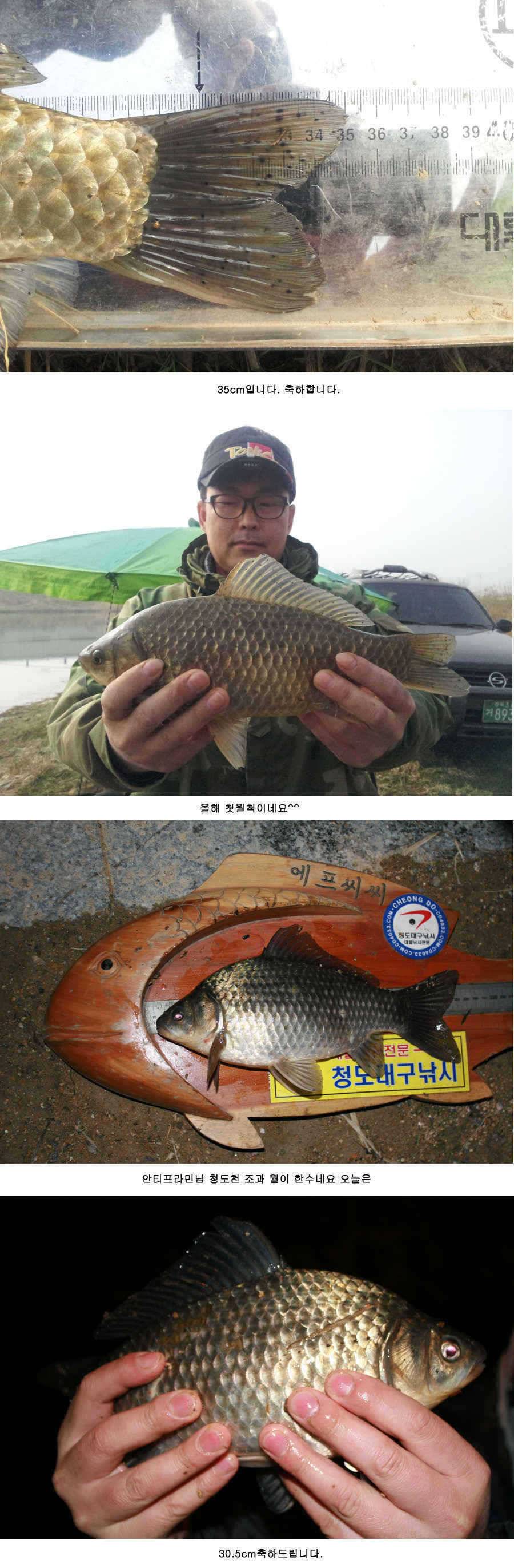 청도권 주말 주중 조황정보 (조황조행기 - 특파원조황)