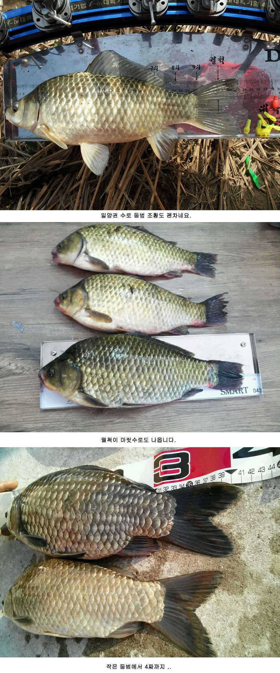 청도권 주말 주중 조황정보 (조황조행기 - 특파원조황)