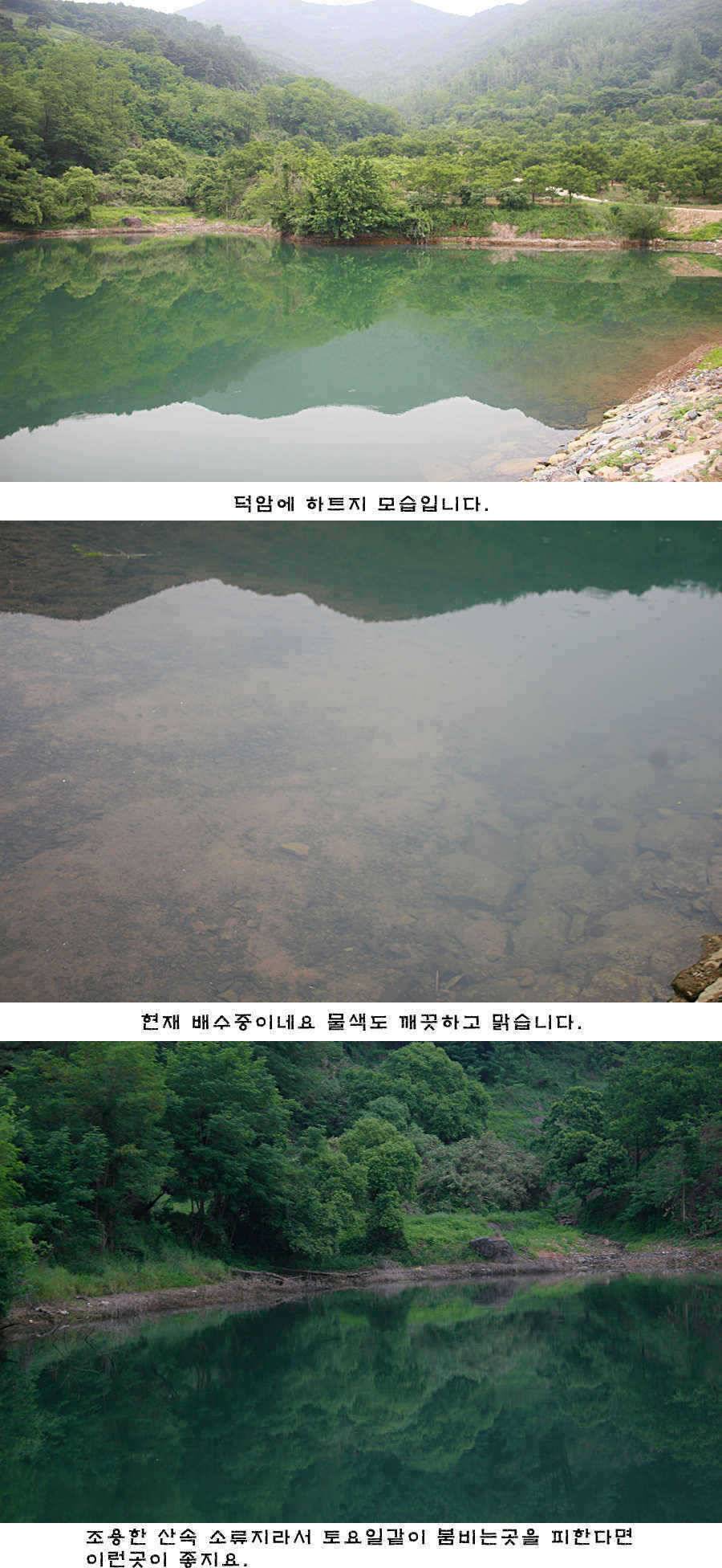 청도권 배수중에 혹부리붕어 (조황조행기 - 특파원조황)
