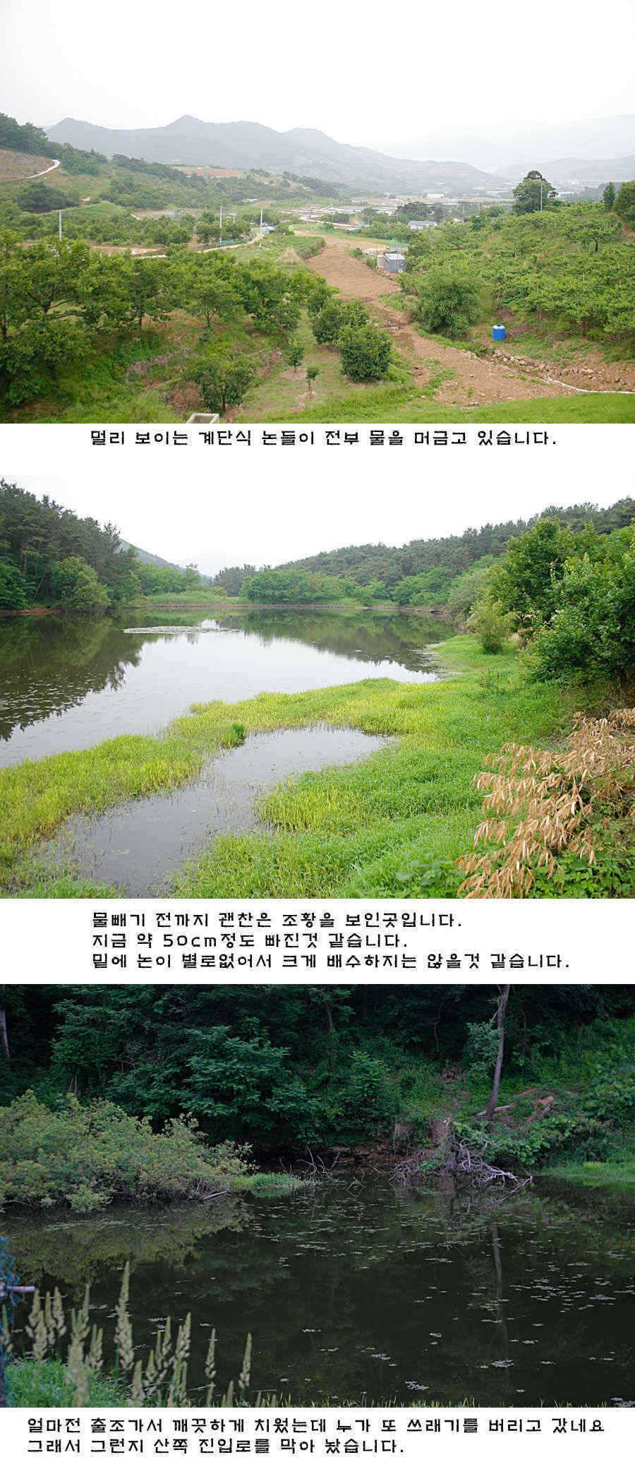 청도권 배수중에 혹부리붕어 (조황조행기 - 특파원조황)