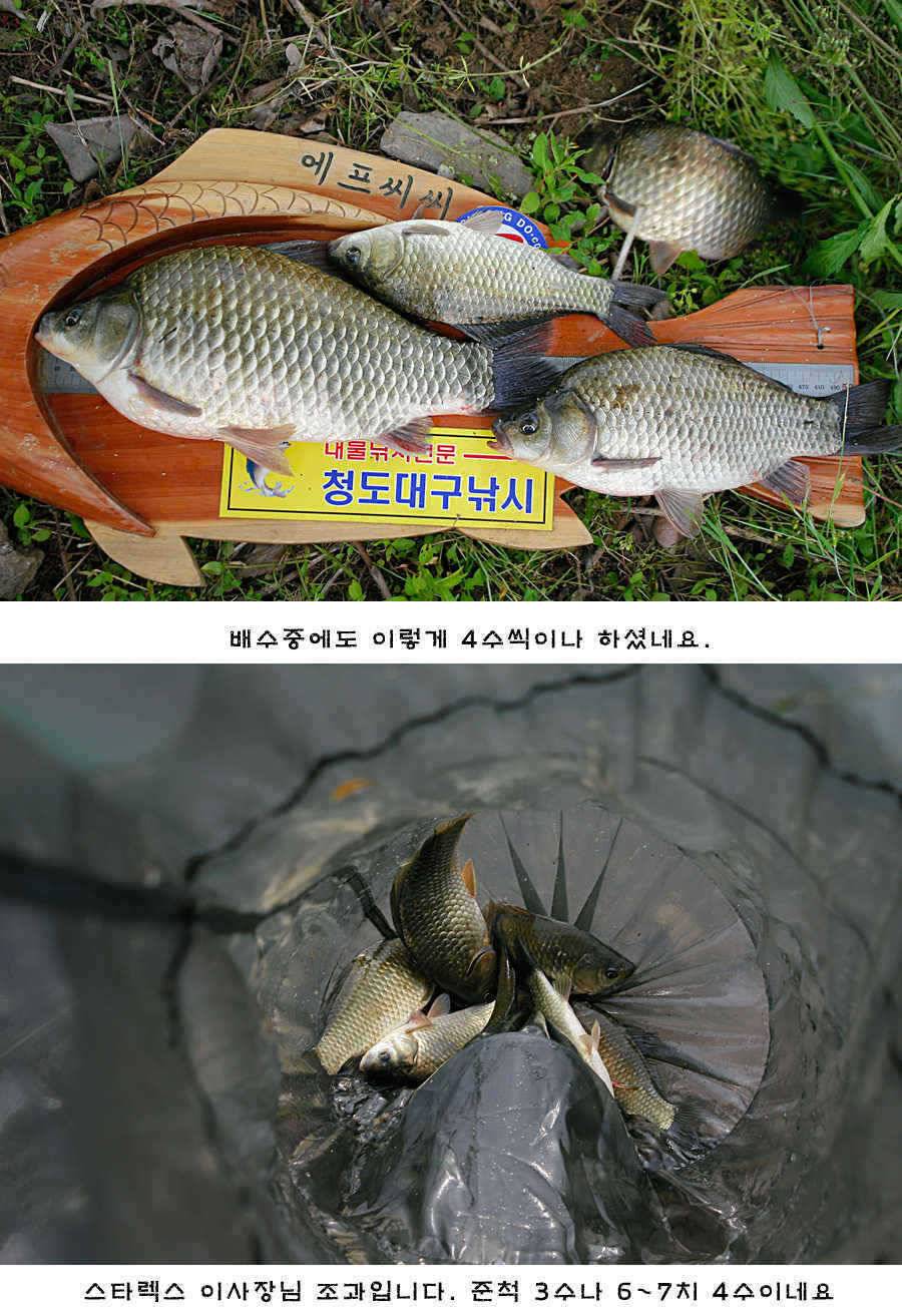 청도권 배수중에 혹부리붕어 (조황조행기 - 특파원조황)