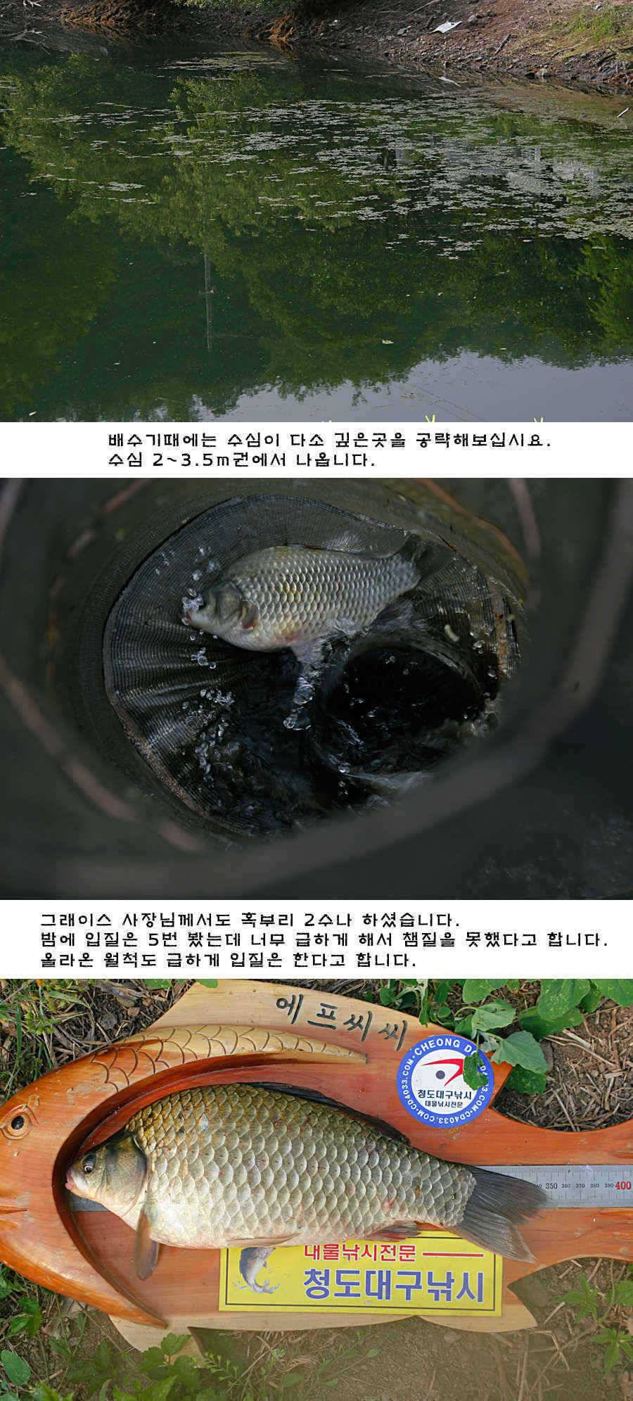 청도권 배수중에 혹부리붕어 (조황조행기 - 특파원조황)