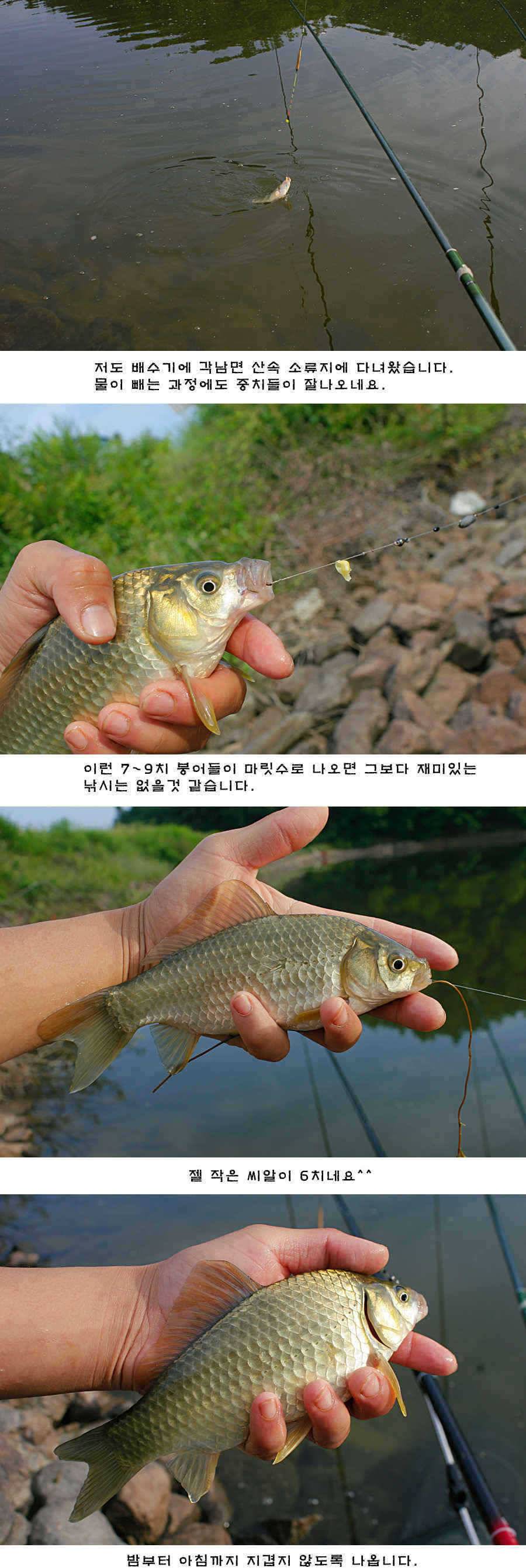 청도권 배수중에 혹부리붕어 (조황조행기 - 특파원조황)