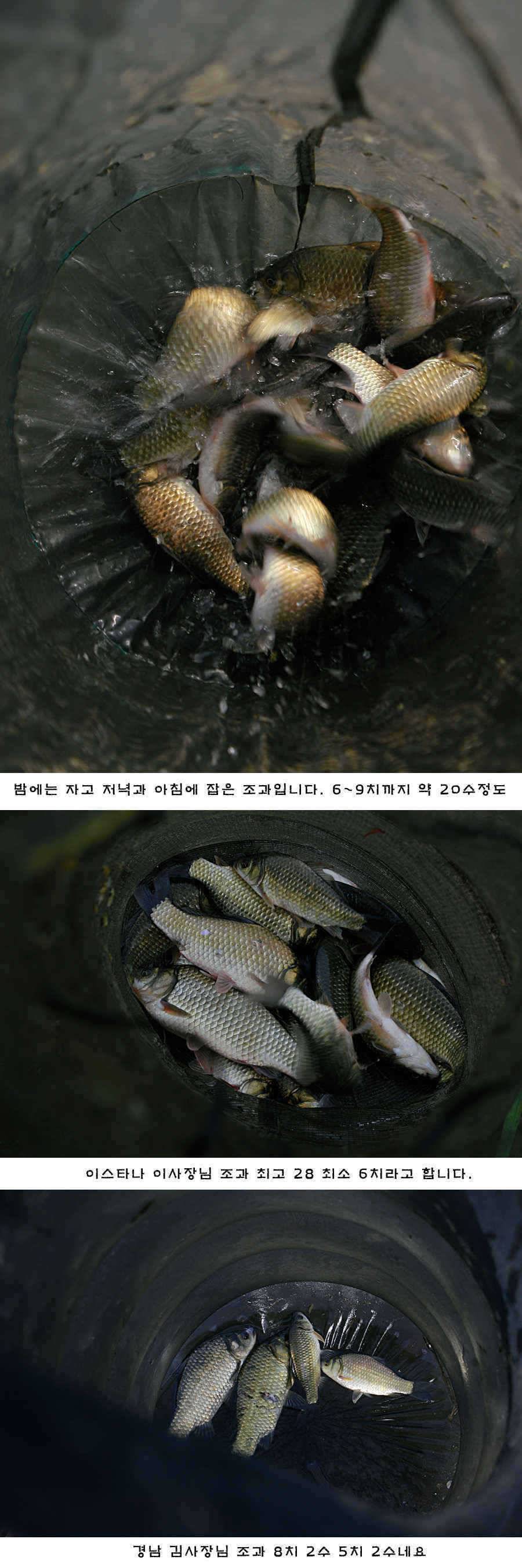 청도권 배수중에 혹부리붕어 (조황조행기 - 특파원조황)