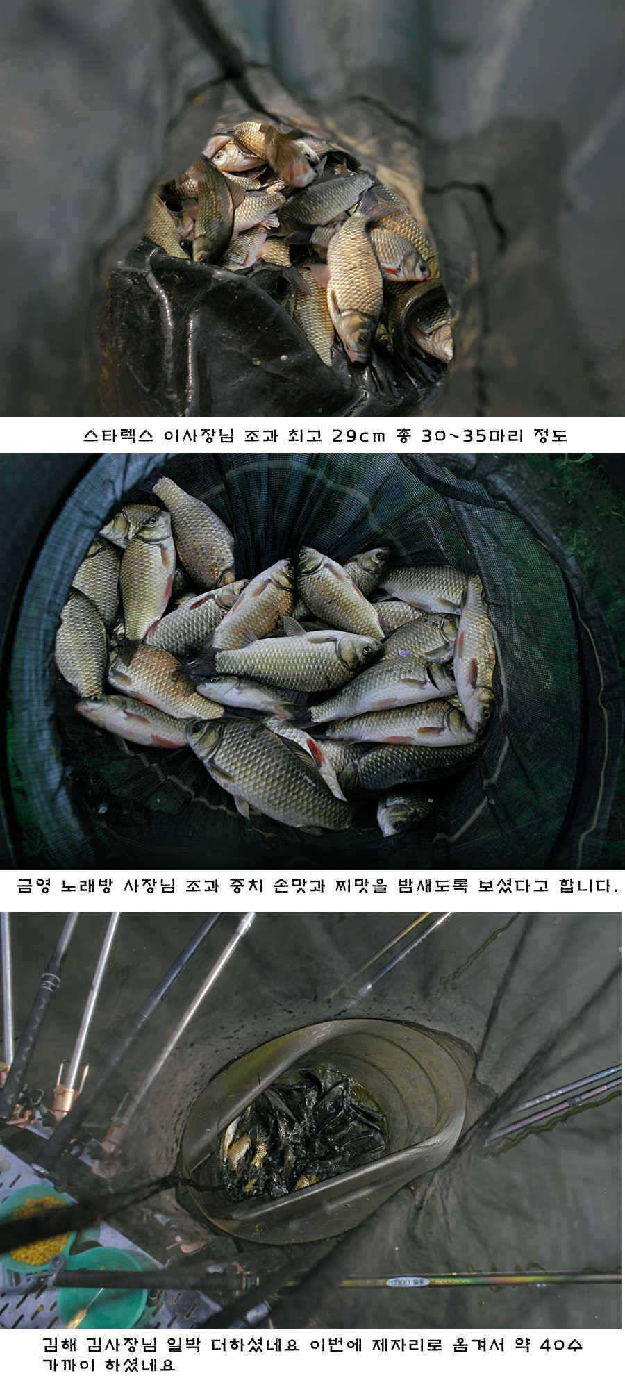 청도권 배수중에 혹부리붕어 (조황조행기 - 특파원조황)