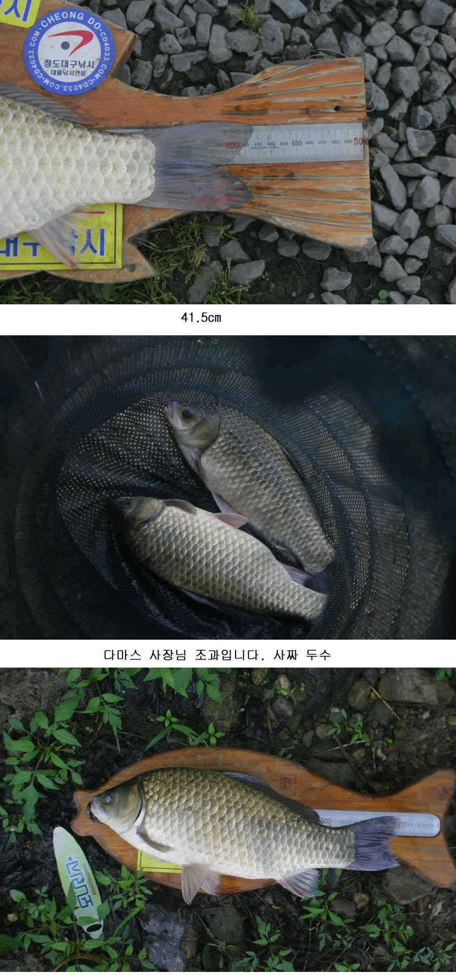 청도권 주중 조황 사짜 (조황조행기 - 특파원조황)