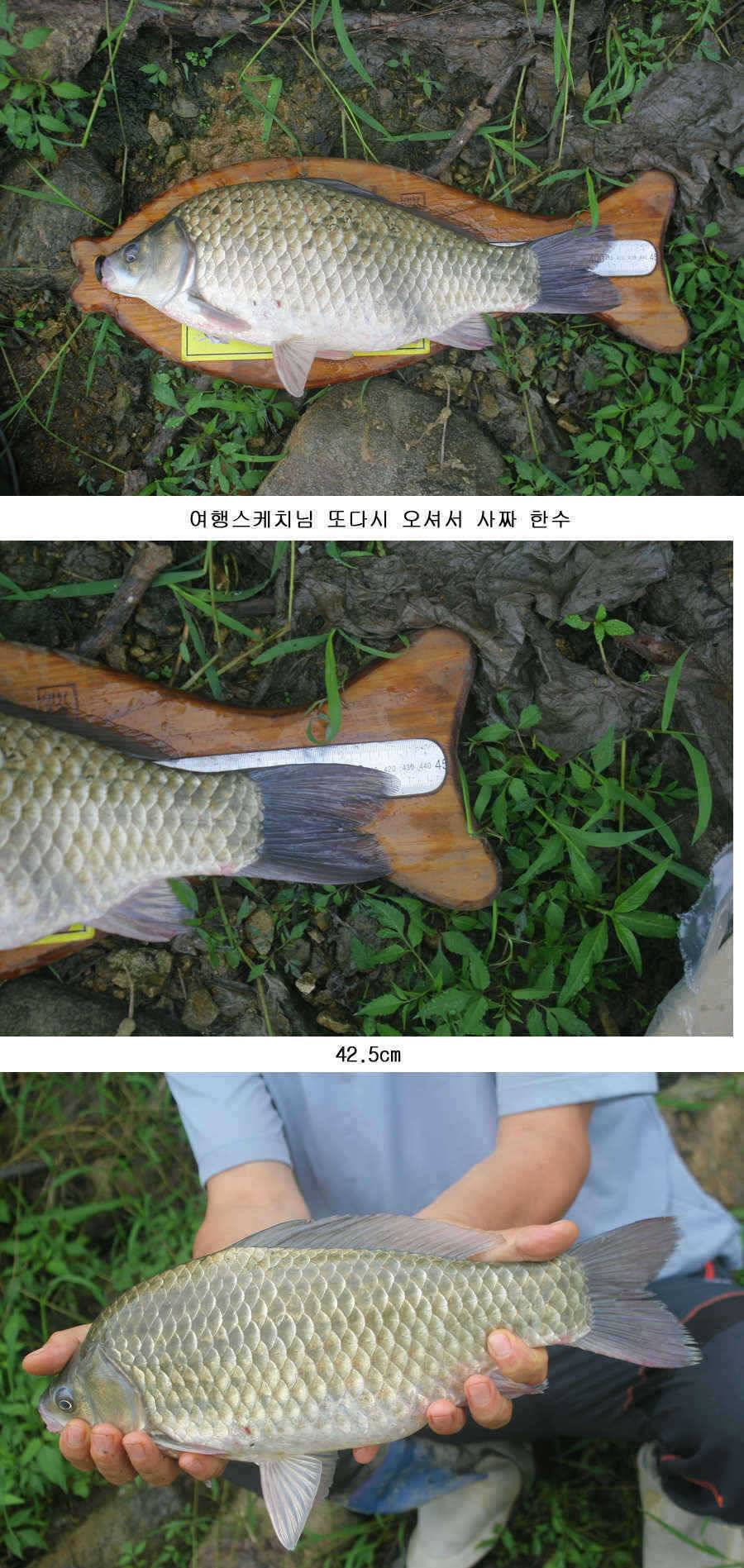 청도권 주중 조황 사짜 (조황조행기 - 특파원조황)