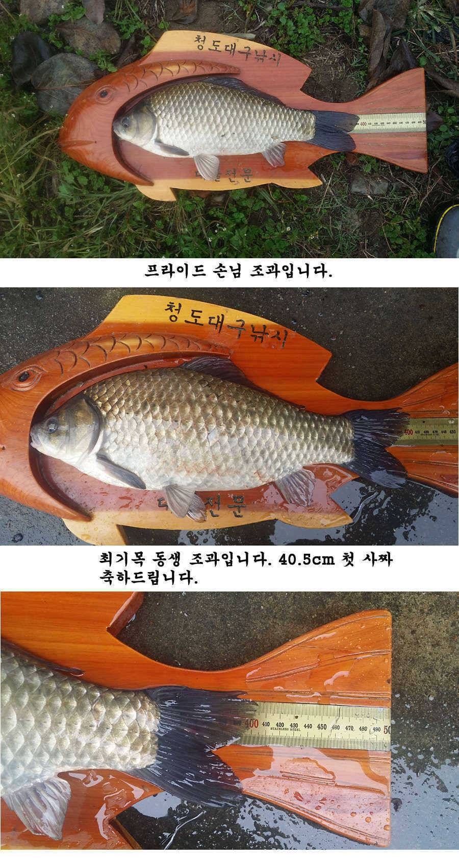 청도권 기록 갱신의 시기 (조황조행기 - 특파원조황)