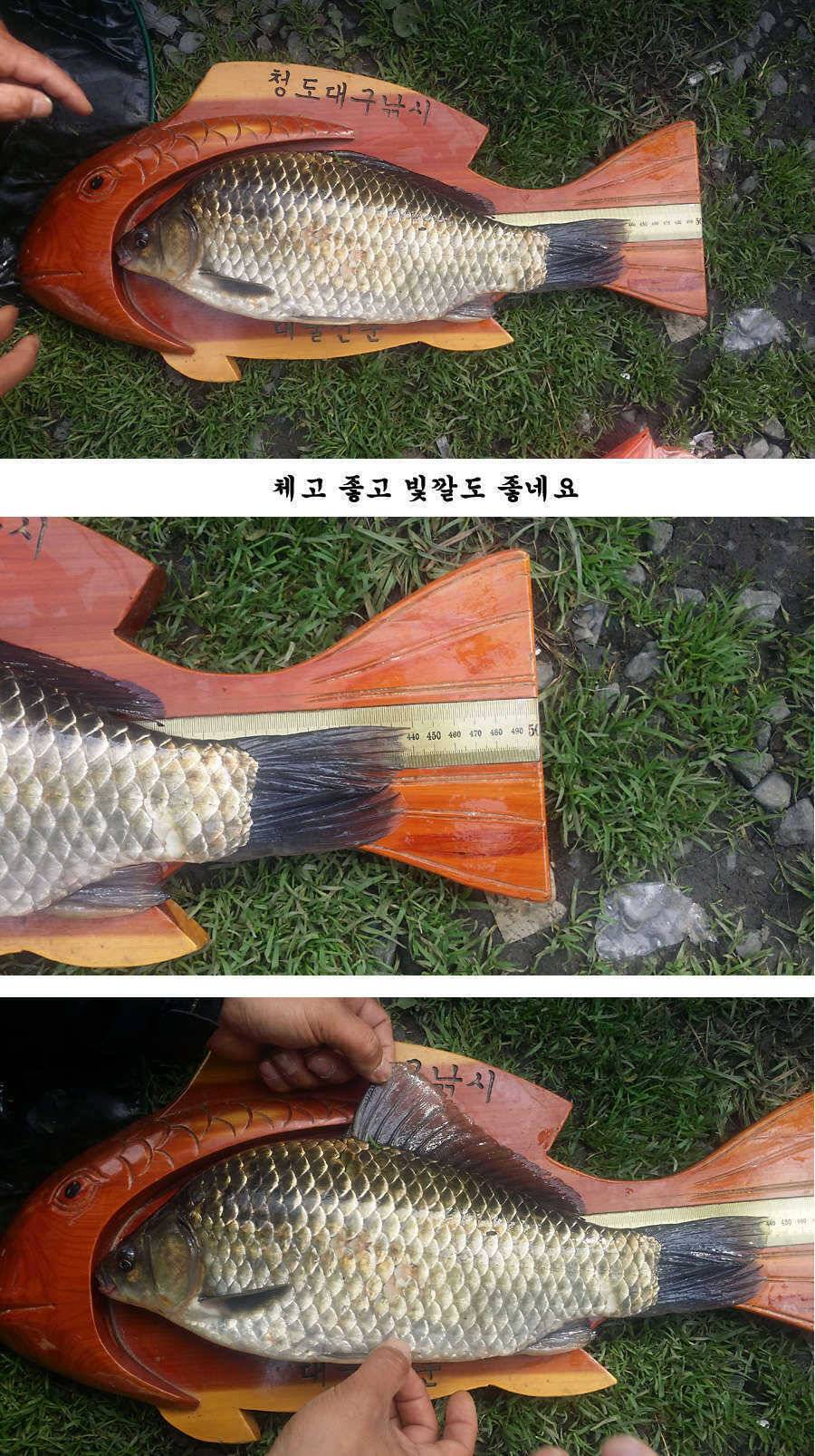 청도권 기록 갱신의 시기 (조황조행기 - 특파원조황)