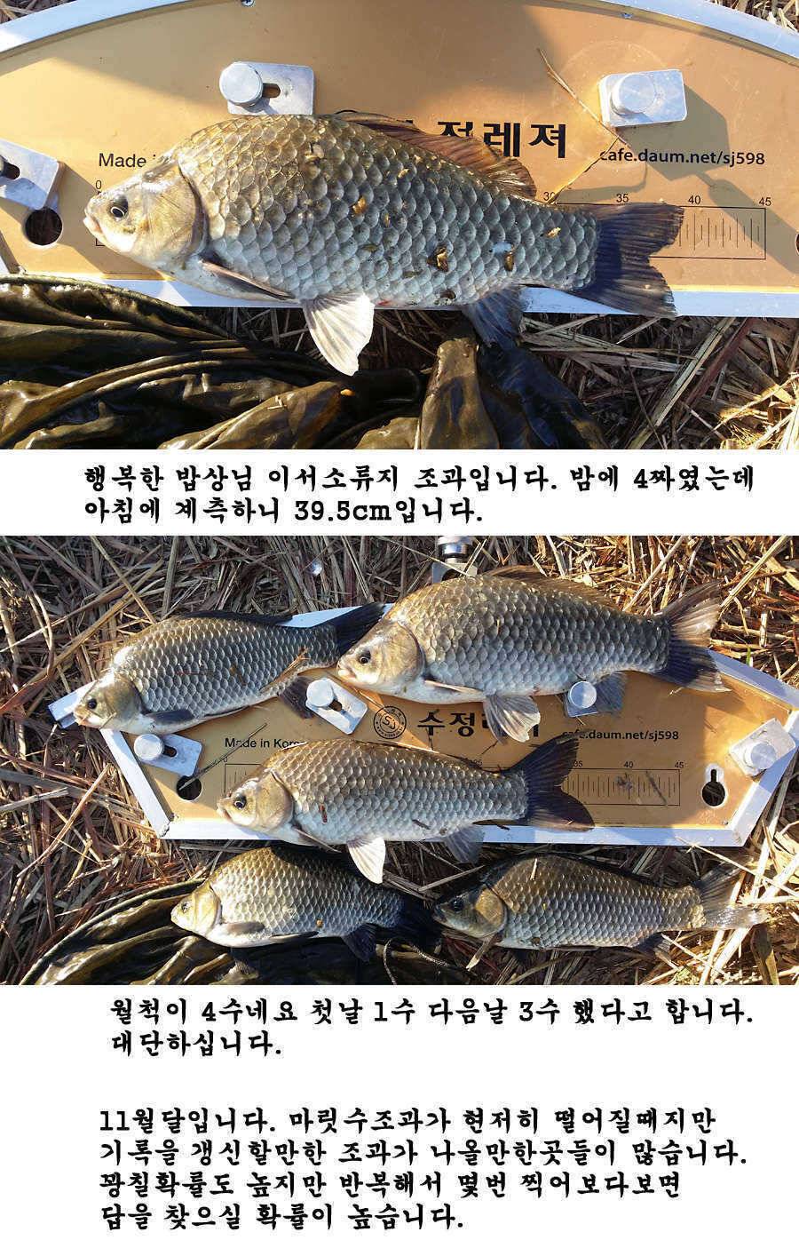 청도권 기록 갱신의 시기 (조황조행기 - 특파원조황)