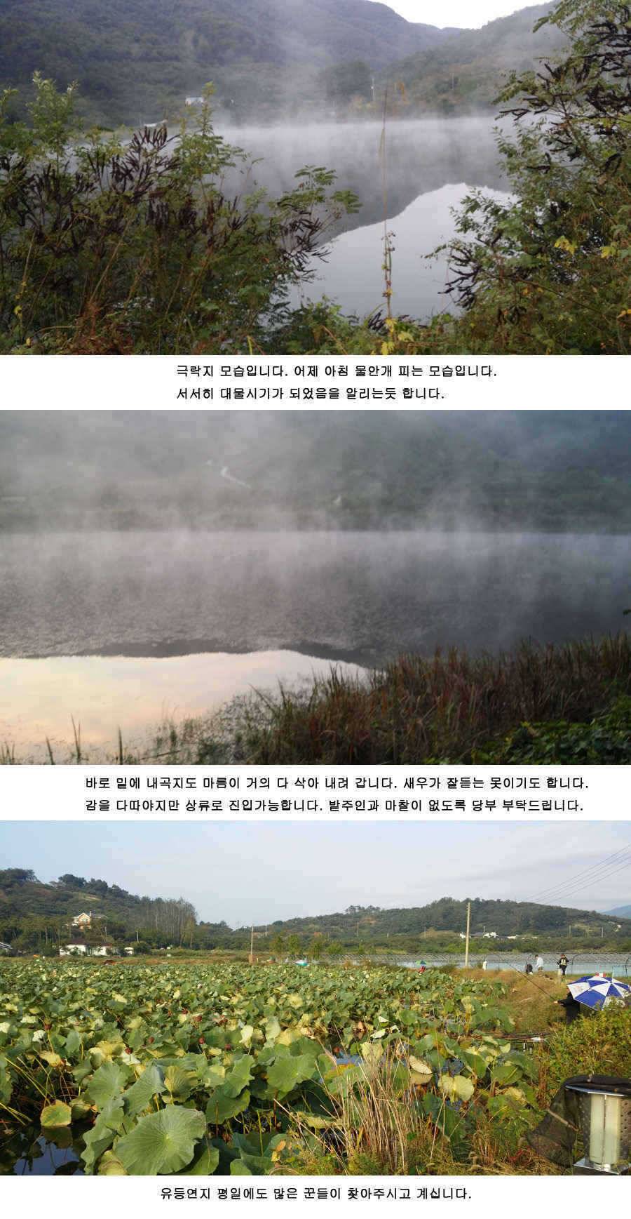 청도권 485cm (조황조행기 - 특파원조황)