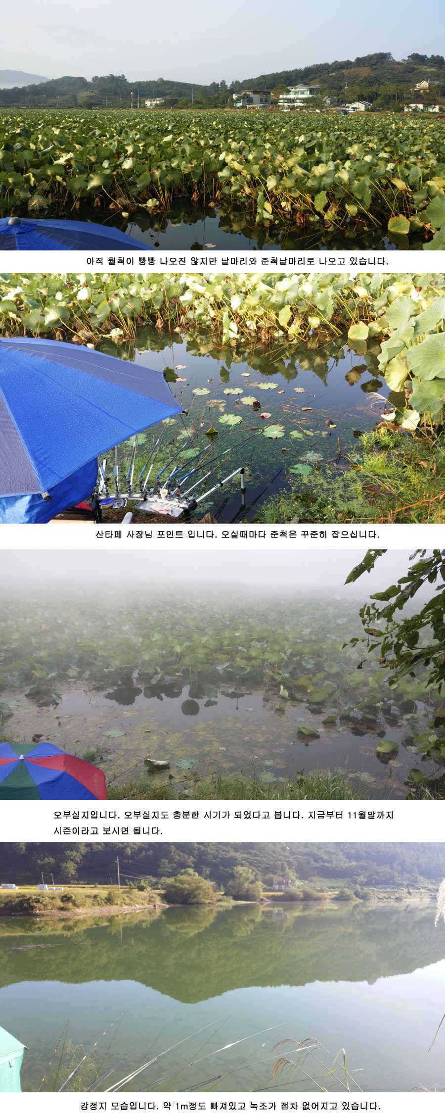 청도권 485cm (조황조행기 - 특파원조황)