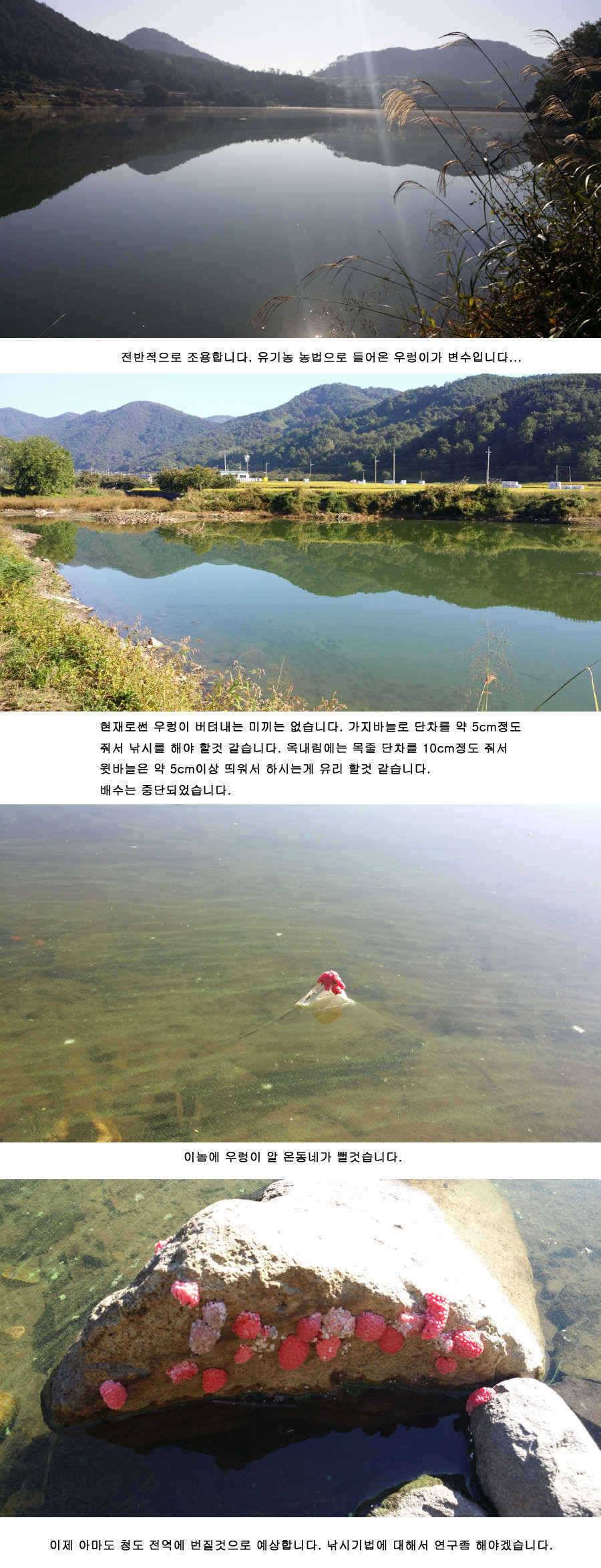 청도권 485cm (조황조행기 - 특파원조황)