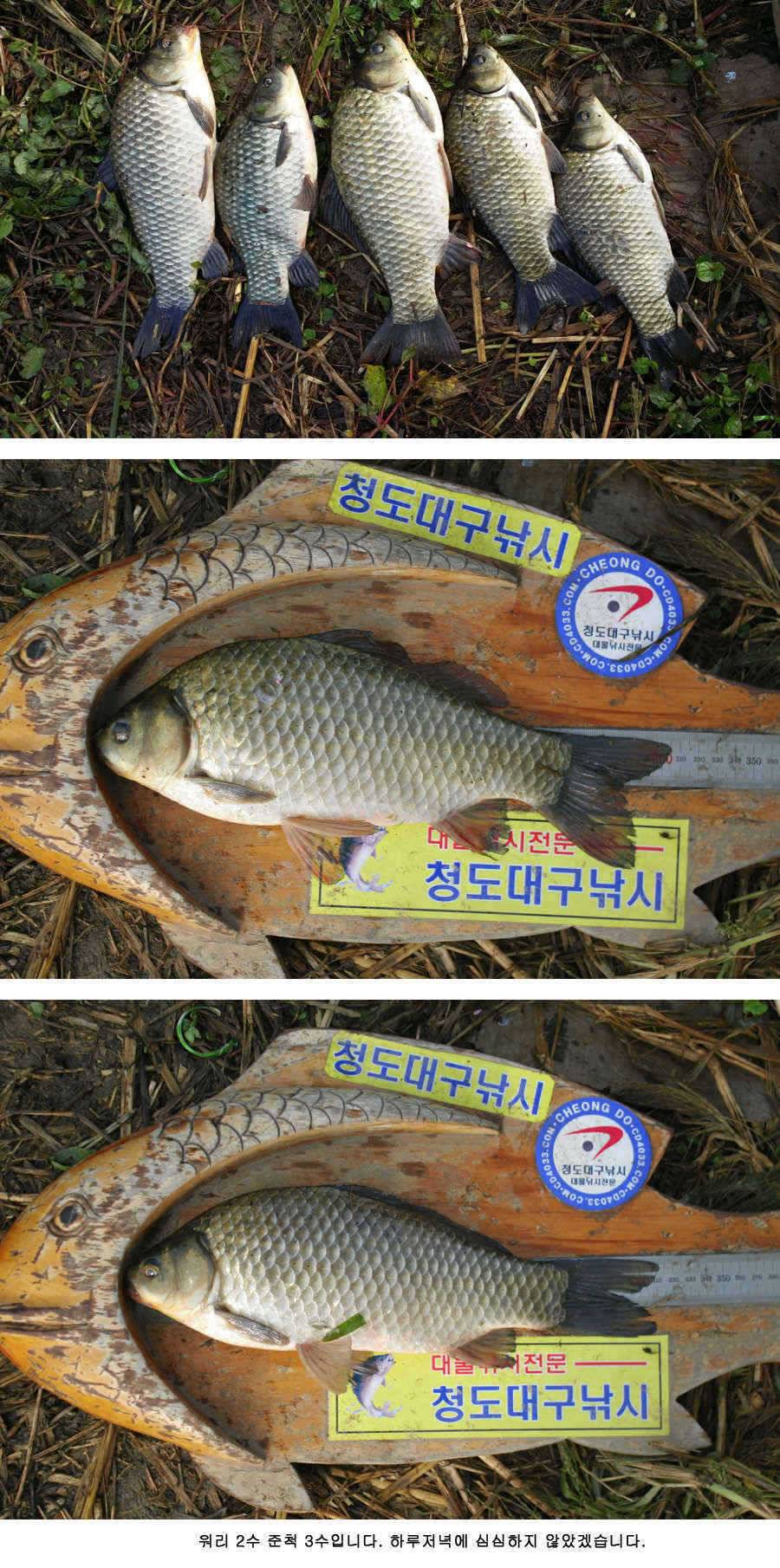 청도권 485cm (조황조행기 - 특파원조황)
