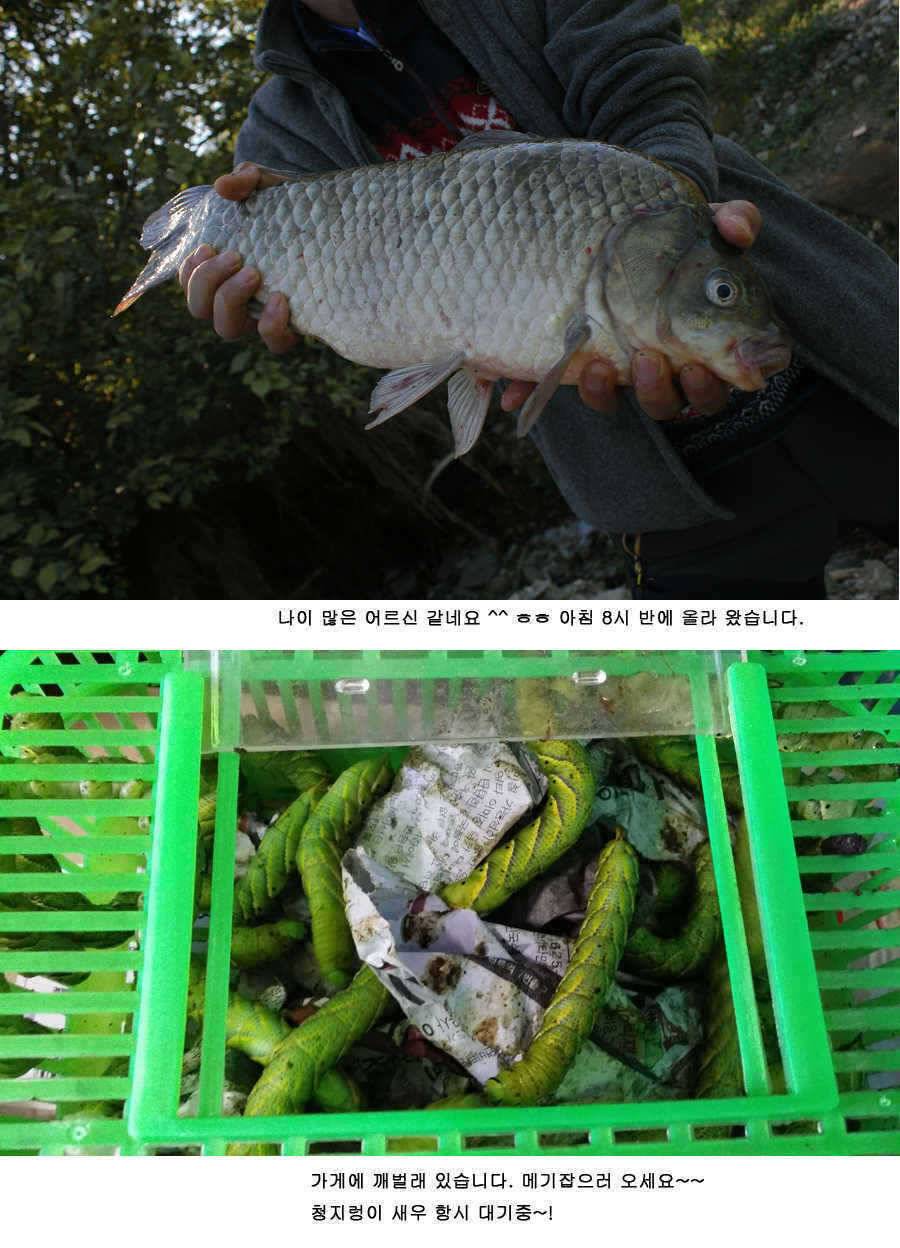 청도권 485cm (조황조행기 - 특파원조황)