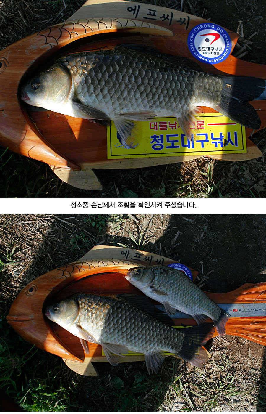 청도권 43 39 39 38 38대물들이 출현 (조황조행기 - 특파원조황)