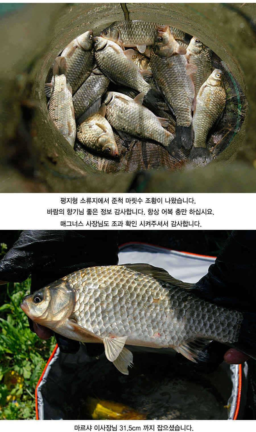 청도권 43 39 39 38 38대물들이 출현 (조황조행기 - 특파원조황)