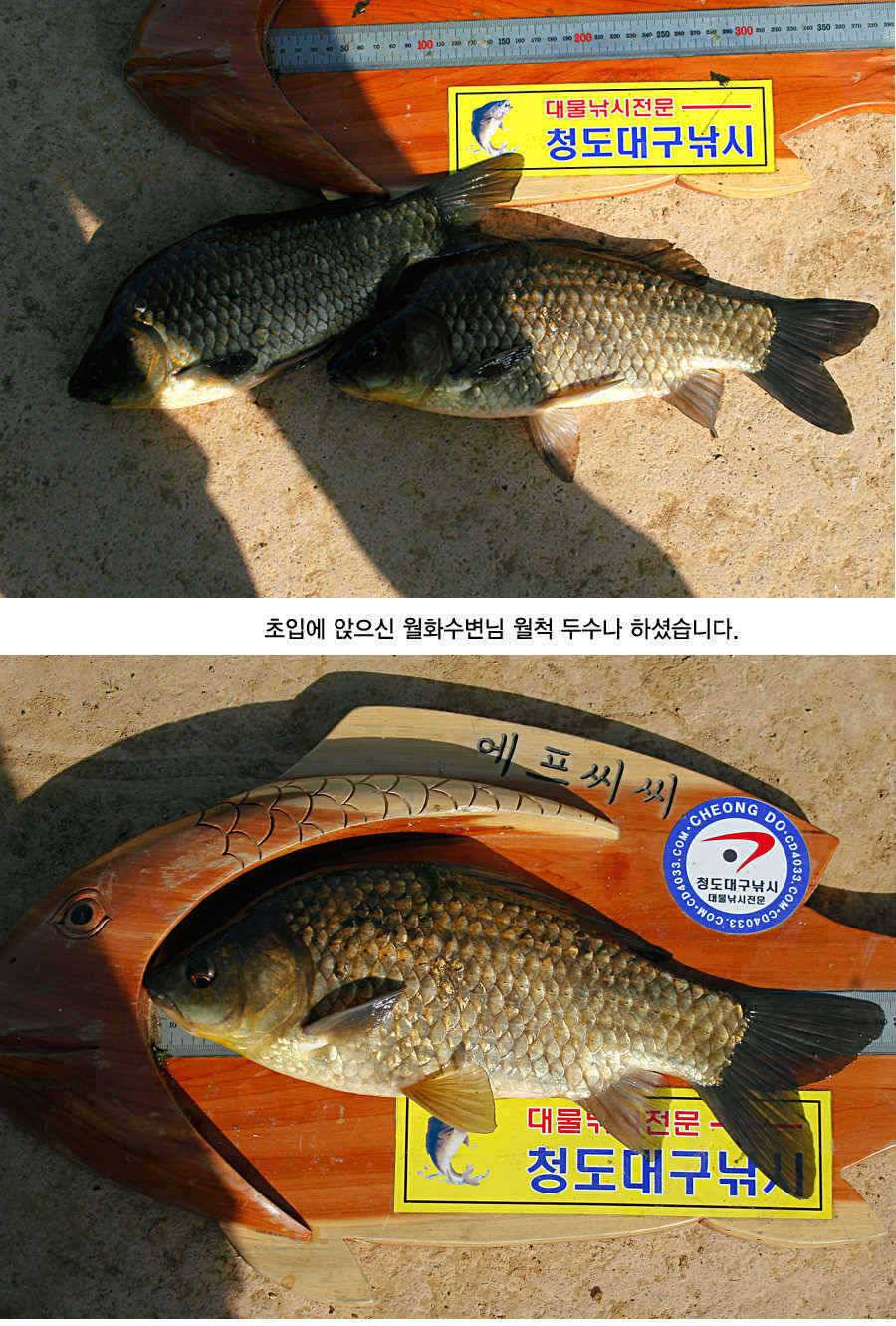 청도권 43 39 39 38 38대물들이 출현 (조황조행기 - 특파원조황)