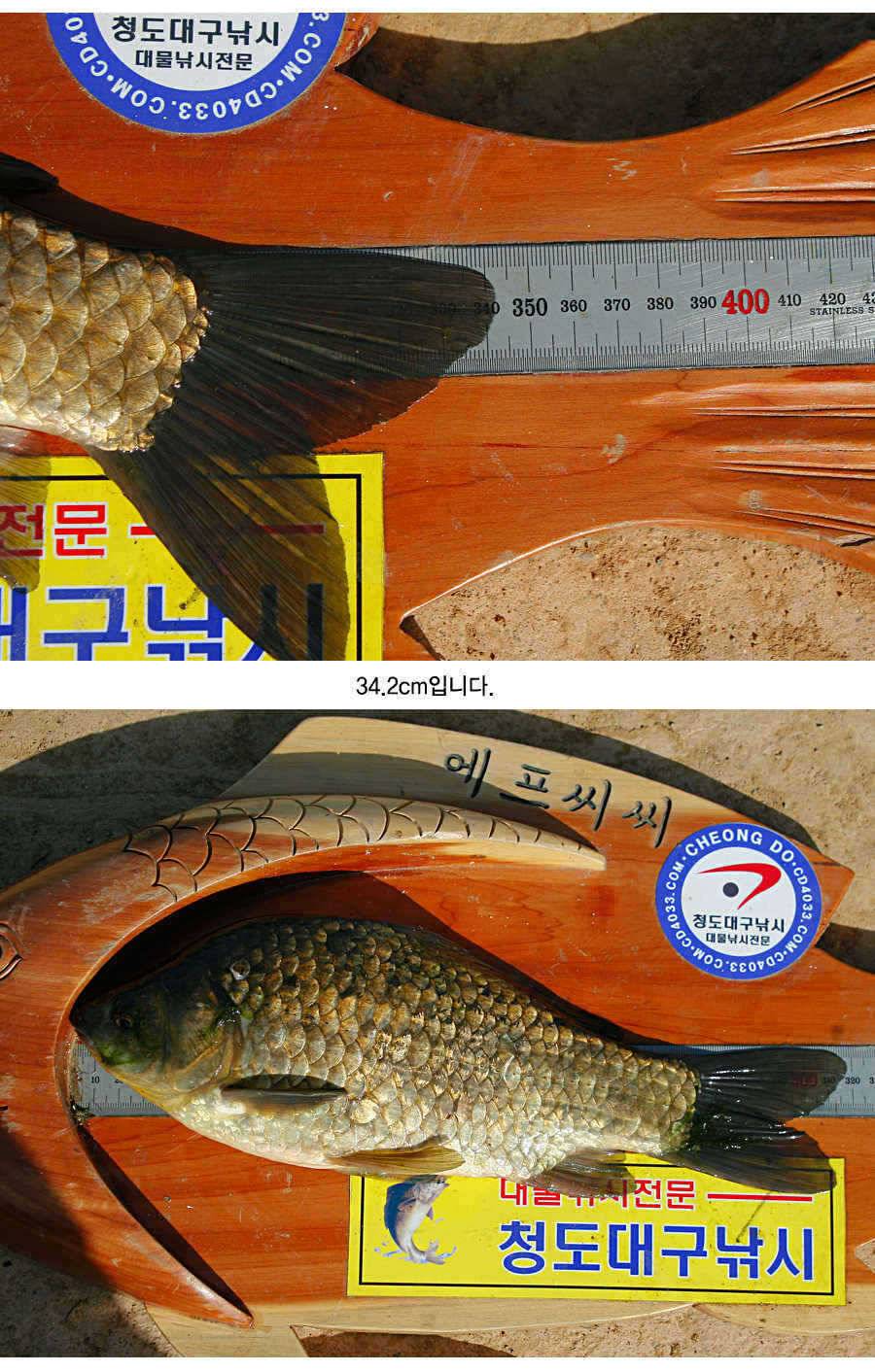 청도권 43 39 39 38 38대물들이 출현 (조황조행기 - 특파원조황)
