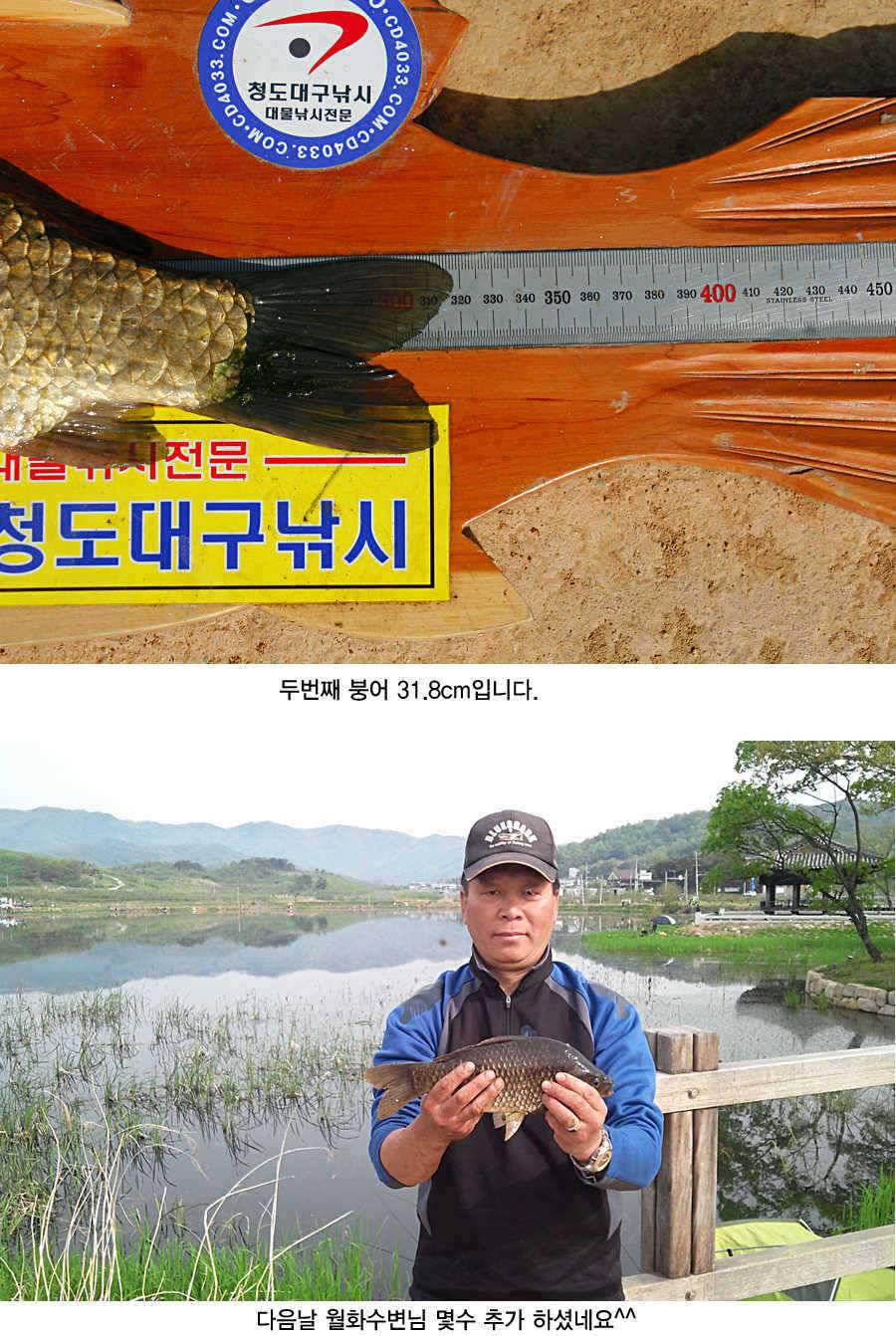 청도권 43 39 39 38 38대물들이 출현 (조황조행기 - 특파원조황)