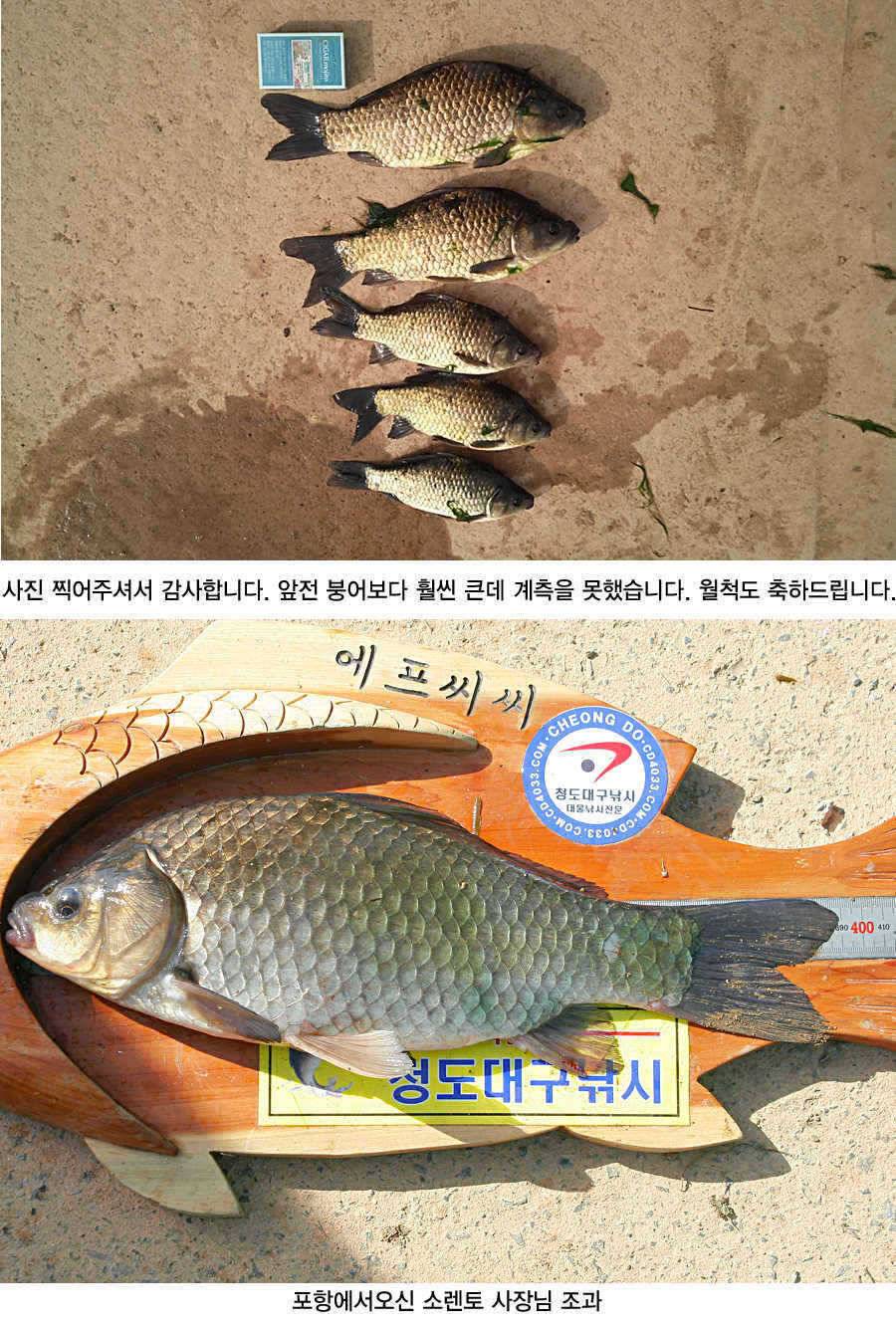 청도권 43 39 39 38 38대물들이 출현 (조황조행기 - 특파원조황)