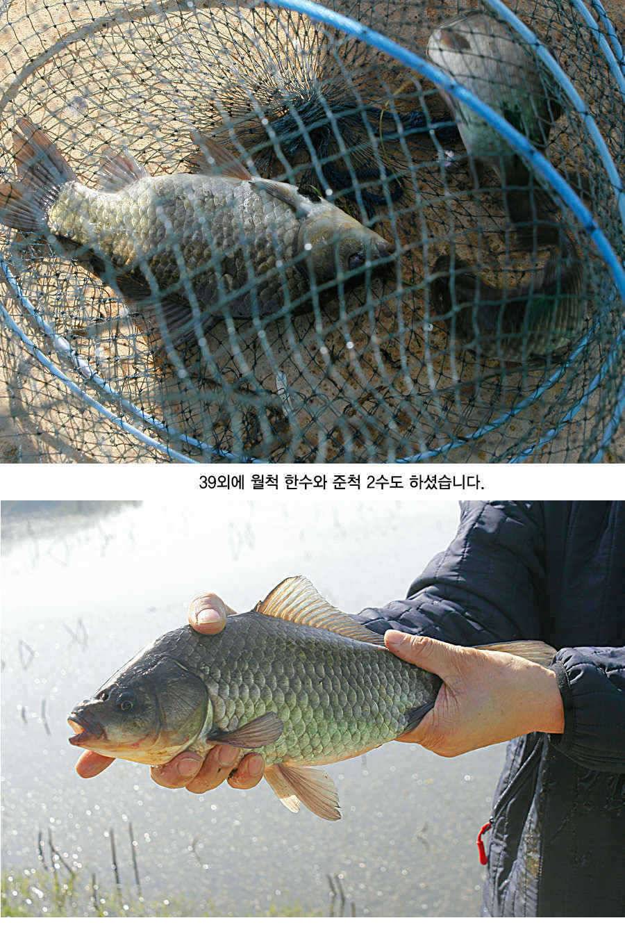 청도권 43 39 39 38 38대물들이 출현 (조황조행기 - 특파원조황)