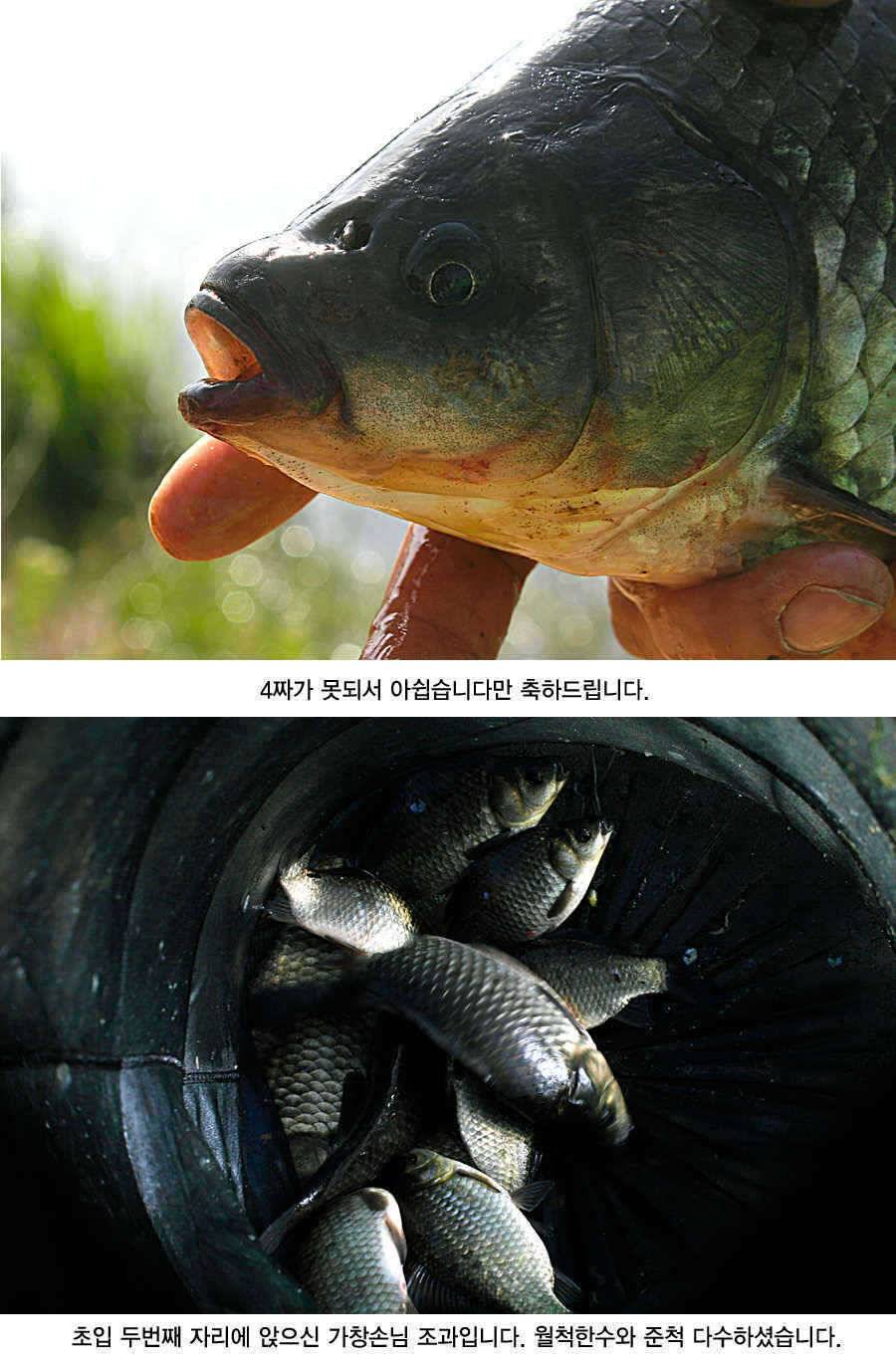 청도권 43 39 39 38 38대물들이 출현 (조황조행기 - 특파원조황)