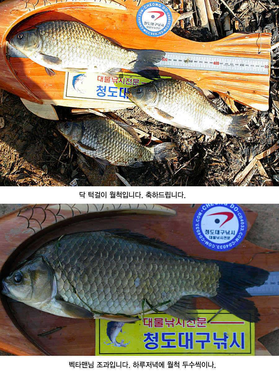 청도권 43 39 39 38 38대물들이 출현 (조황조행기 - 특파원조황)