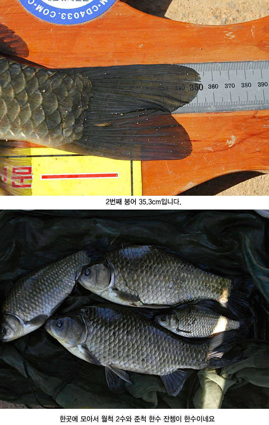 청도권 43 39 39 38 38대물들이 출현 (조황조행기 - 특파원조황)