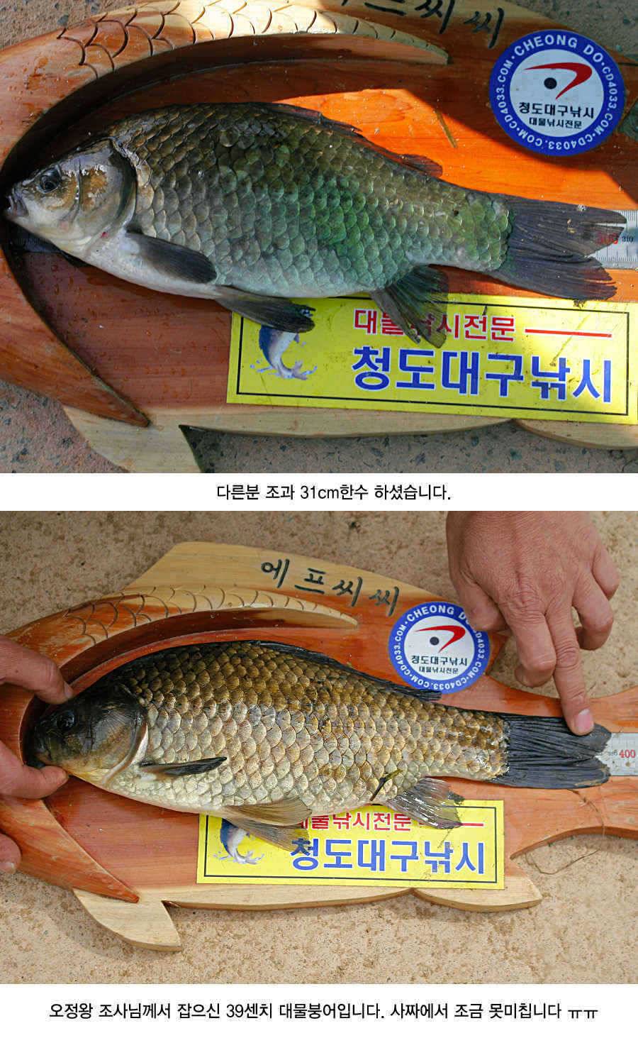 청도권 43 39 39 38 38대물들이 출현 (조황조행기 - 특파원조황)