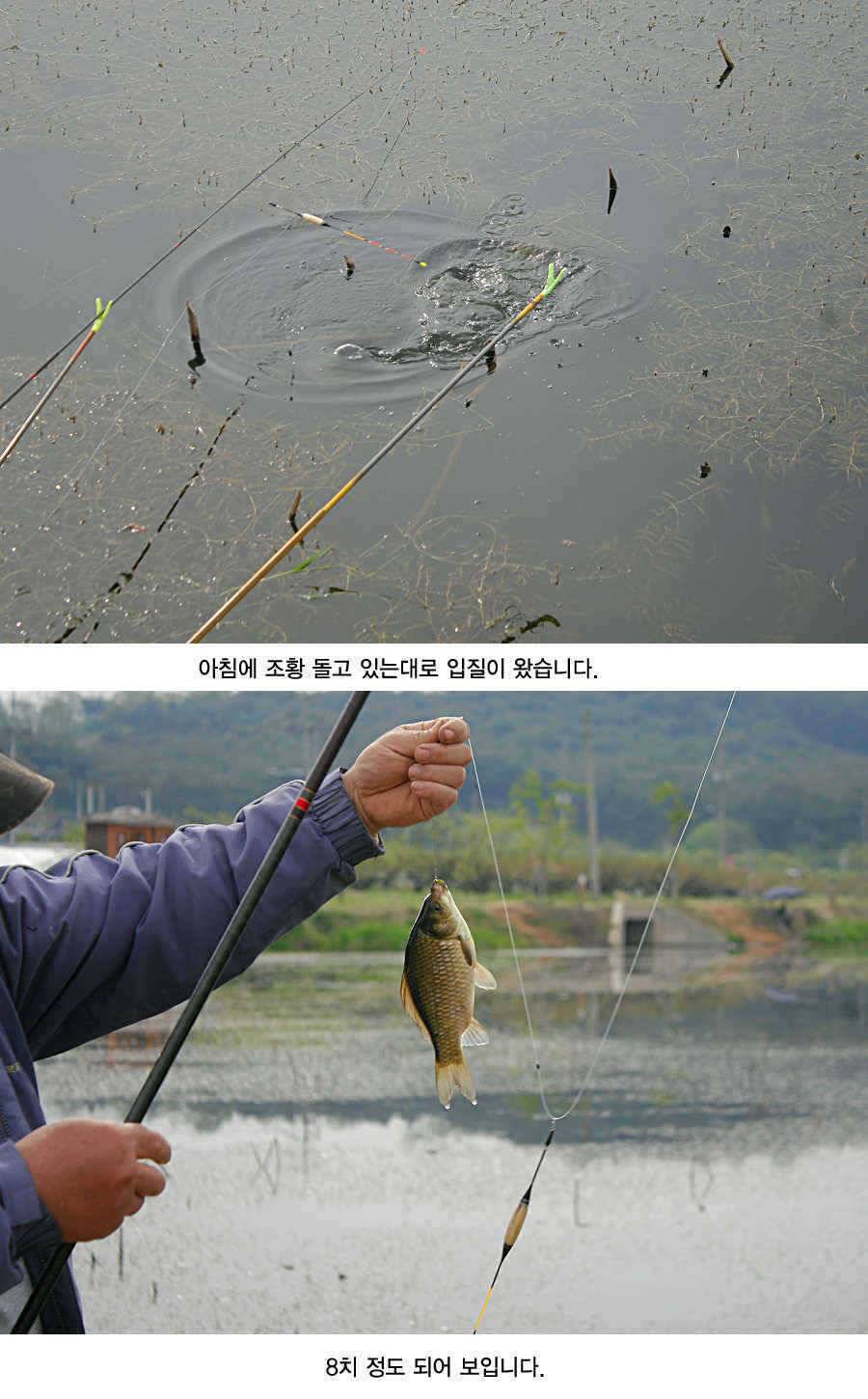청도권 43 39 39 38 38대물들이 출현 (조황조행기 - 특파원조황)