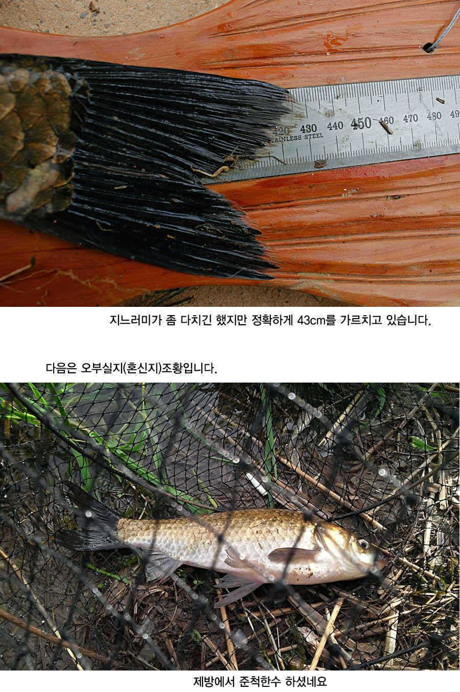 청도권 43 39 39 38 38대물들이 출현 (조황조행기 - 특파원조황)