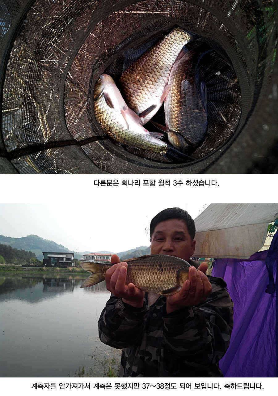 청도권 43 39 39 38 38대물들이 출현 (조황조행기 - 특파원조황)
