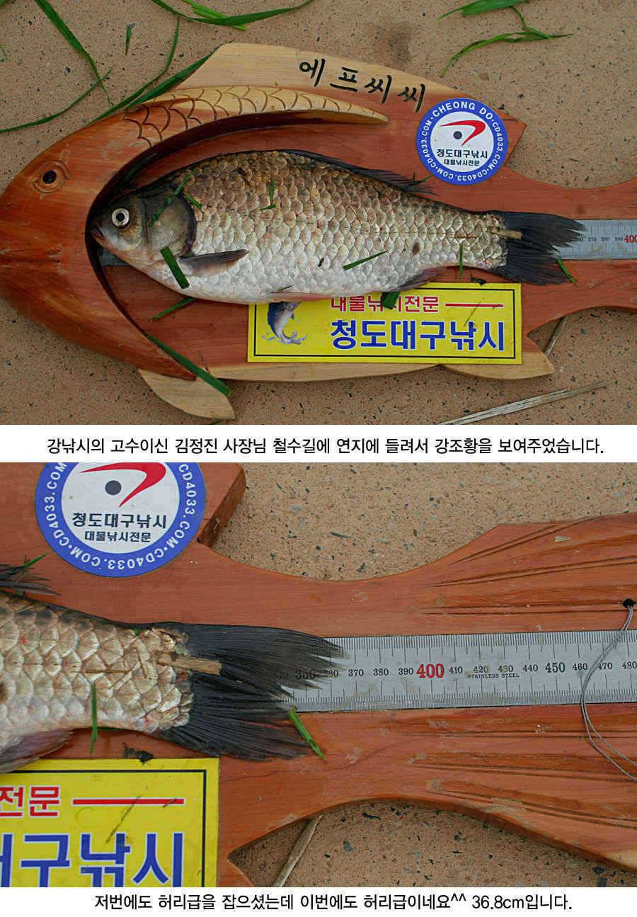 청도권 43 39 39 38 38대물들이 출현 (조황조행기 - 특파원조황)