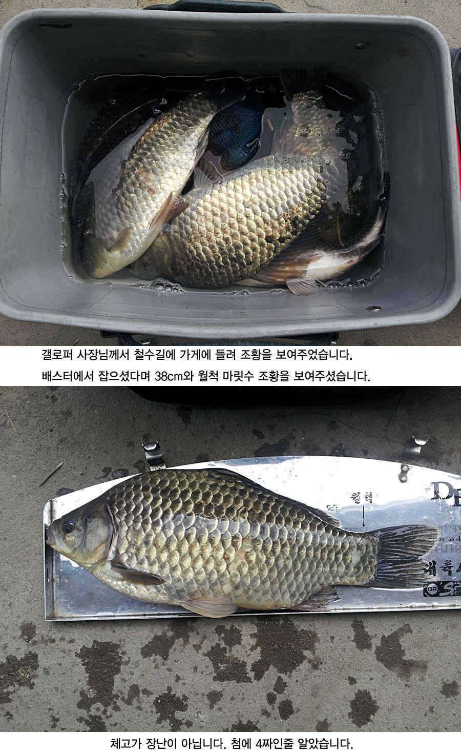 청도권 43 39 39 38 38대물들이 출현 (조황조행기 - 특파원조황)